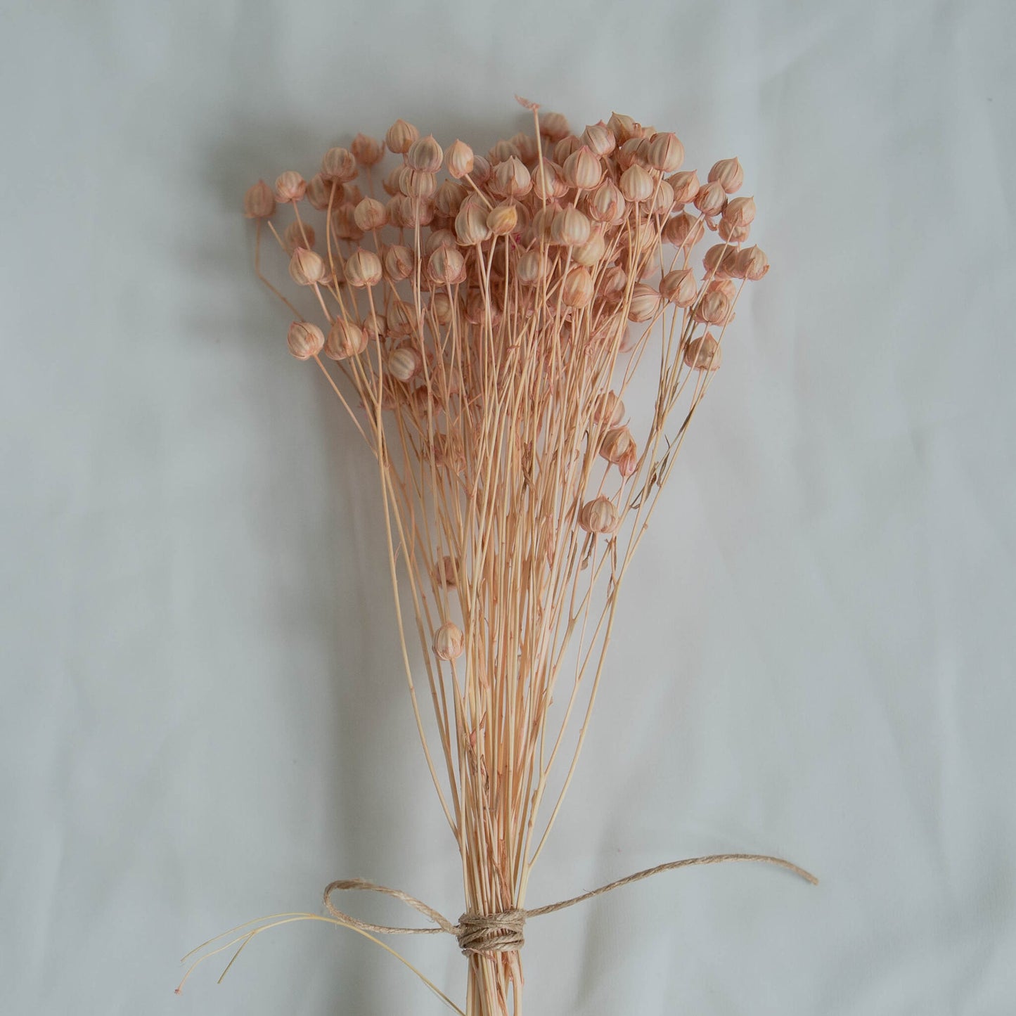 Dried Light Pink Linum (Flax) | Dried Flowers | Bunch of Flowers | 30 cm