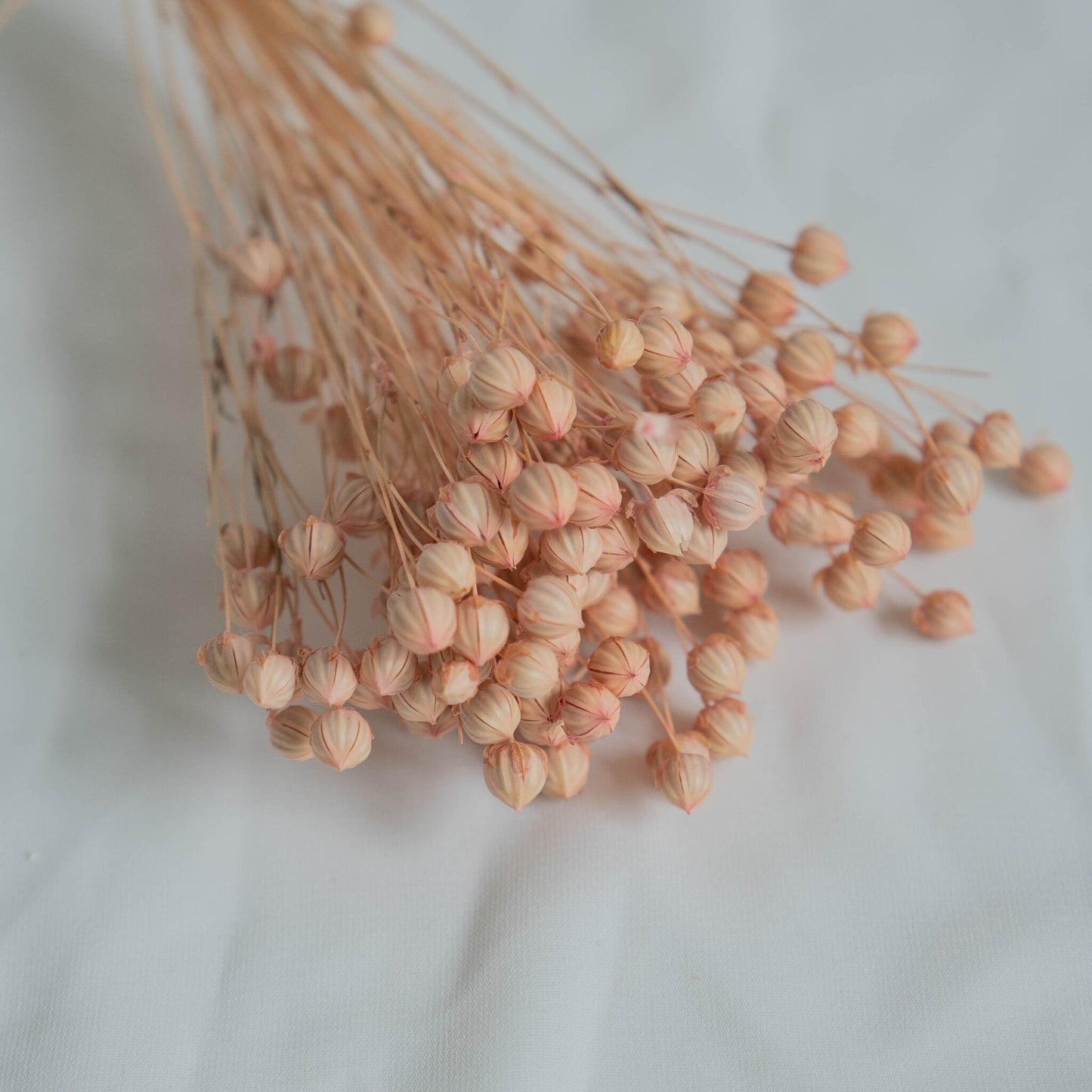 Dried Light Pink Linum (Flax) | Dried Flowers | Bunch of Flowers | 30 cm