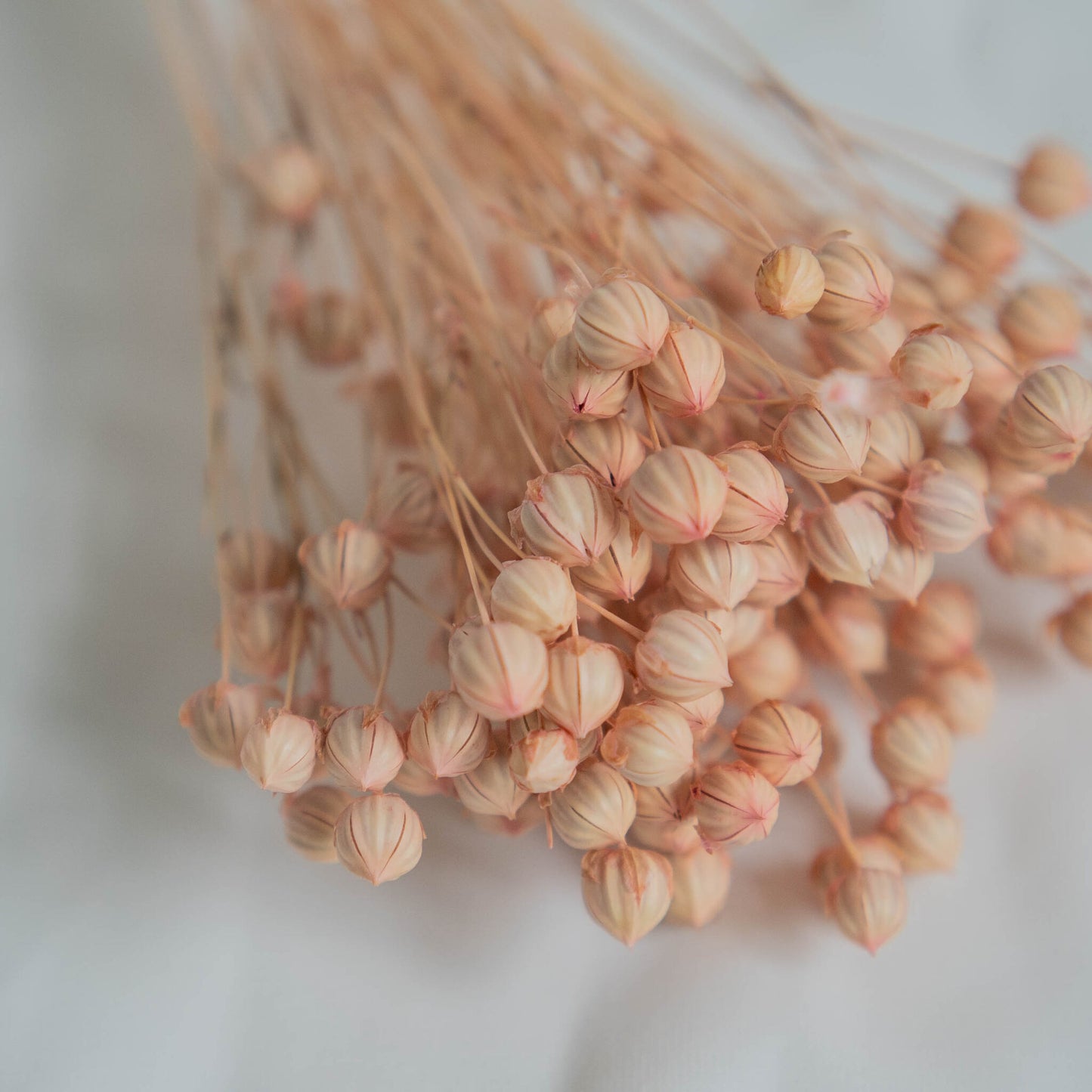 Dried Light Pink Linum (Flax) | Dried Flowers | Bunch of Flowers | 30 cm