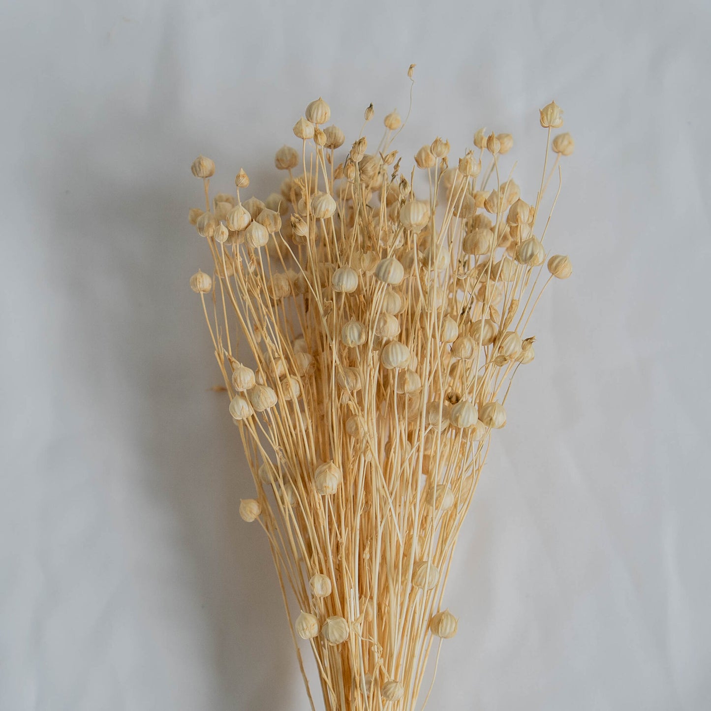 Dried Linum (Flax) | Dried Flowers | Bunch of Flowers | 30 cm