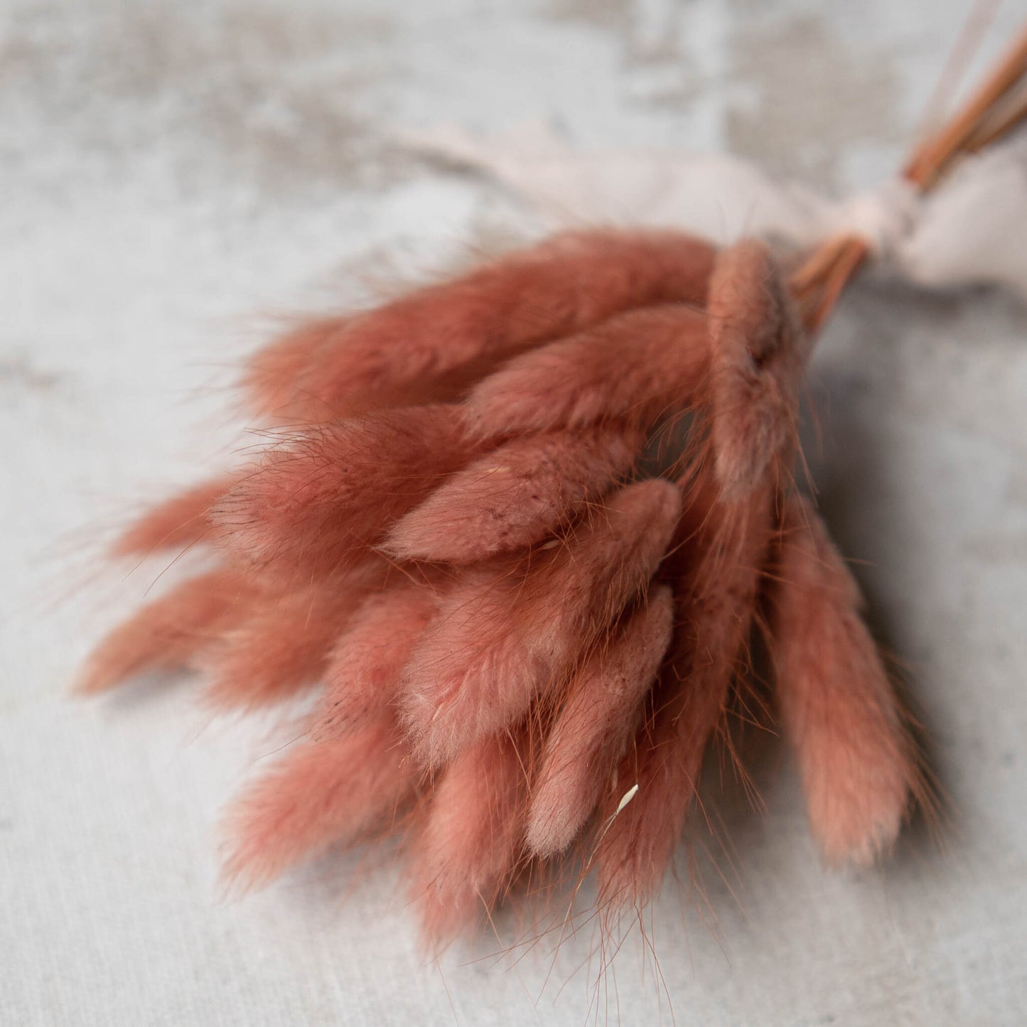 Dusty Rose Bunny Tail | Dried Flowers | Lagurus Ovatus Bunches | 20 stems, 30 cm