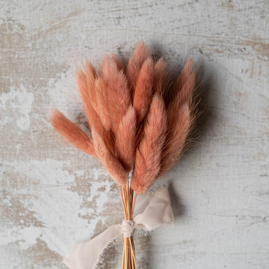 Dusty Rose Bunny Tail | Dried Flowers | Lagurus Ovatus Bunches | 20 stems, 30 cm