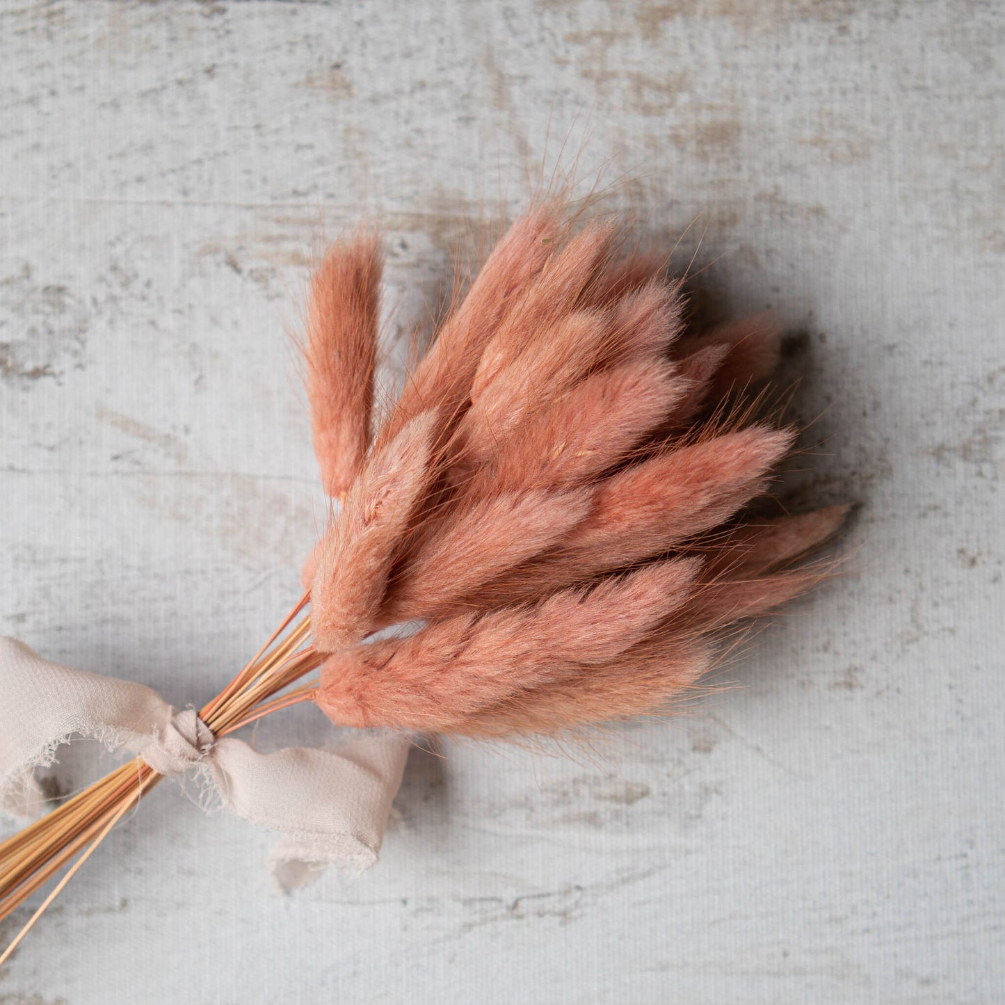 Dusty Rose Bunny Tail | Dried Flowers | Lagurus Ovatus Bunches | 20 stems, 30 cm