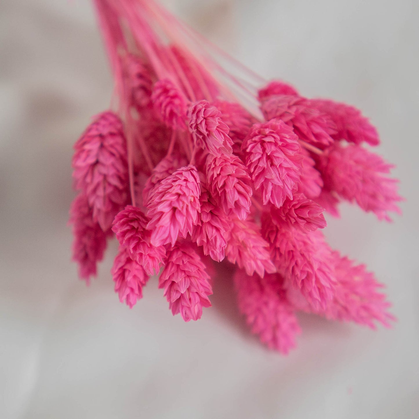 Fuchsia Phalaris | Dried Flowers | Bunch of Flowers | 40 stems, 30 cm