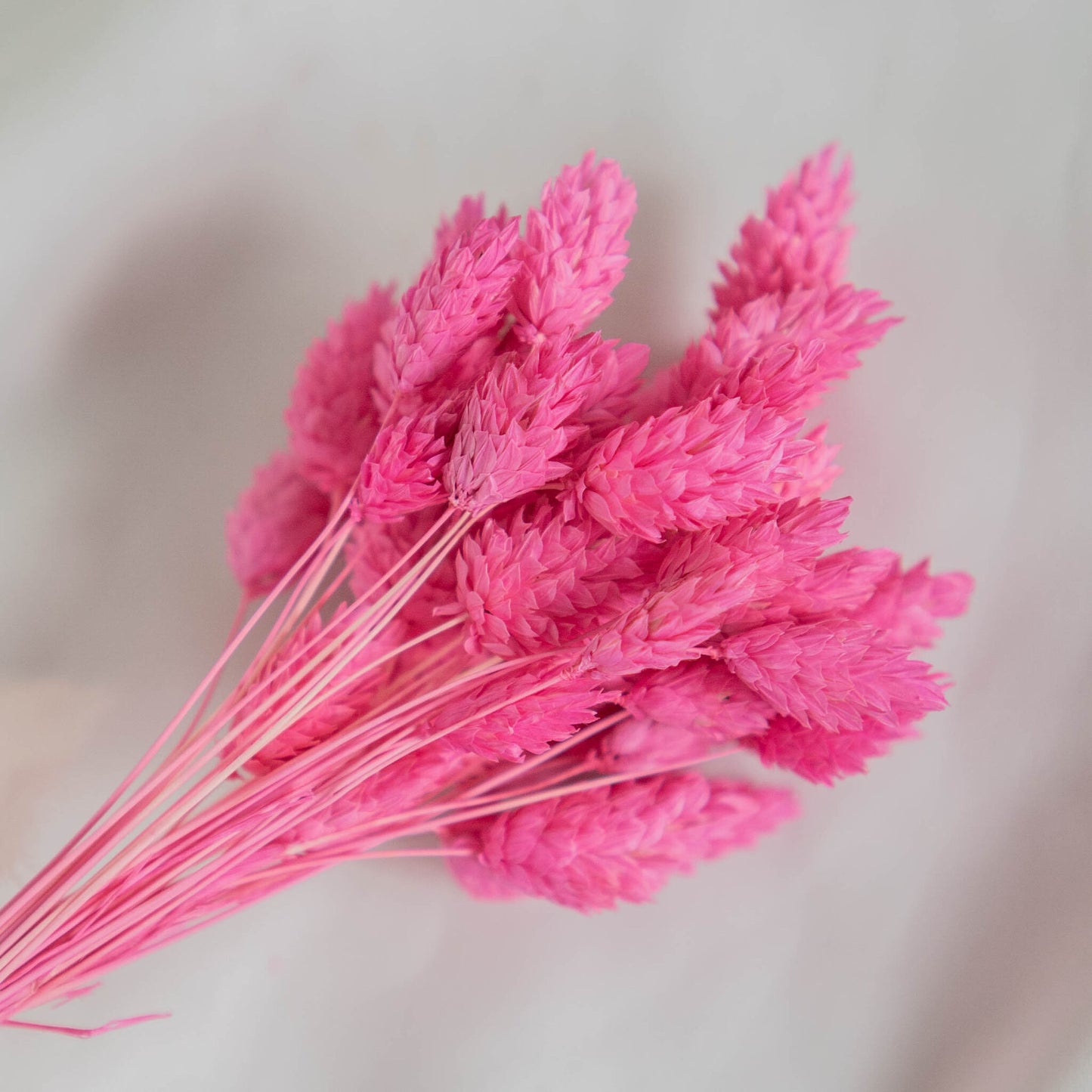 Fuchsia Phalaris | Dried Flowers | Bunch of Flowers | 40 stems, 30 cm