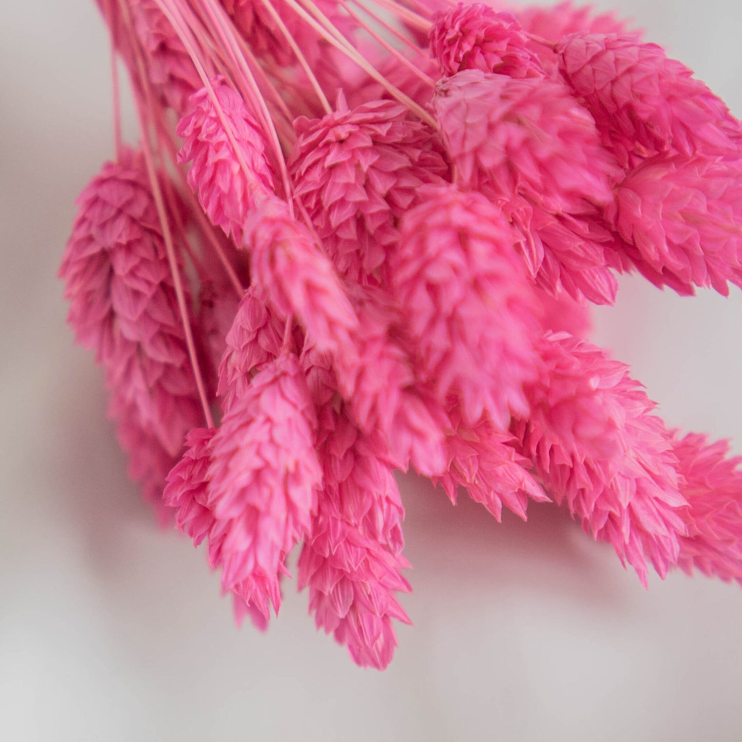 Fuchsia Phalaris | Dried Flowers | Bunch of Flowers | 40 stems, 30 cm