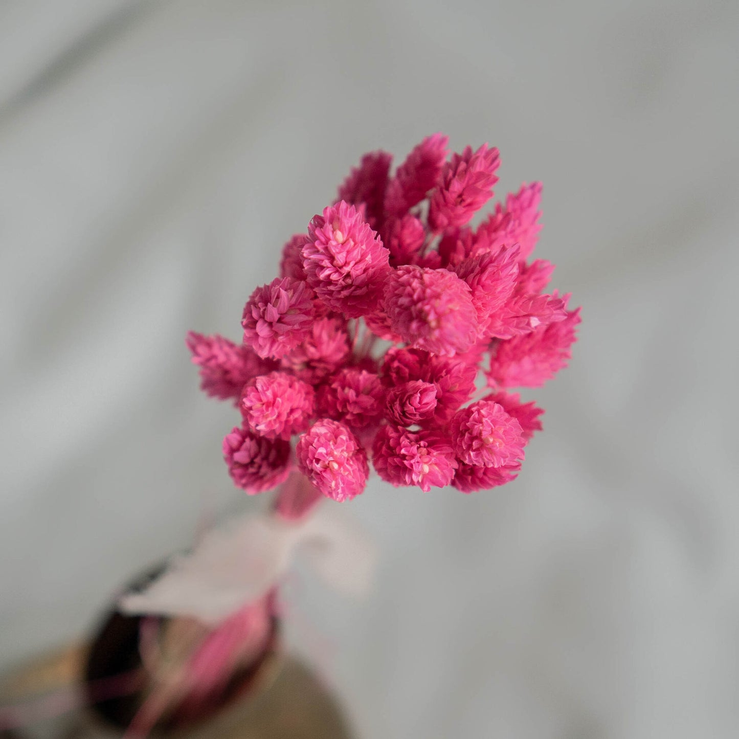 Fuchsia Phalaris | Dried Flowers | Bunch of Flowers | 40 stems, 30 cm