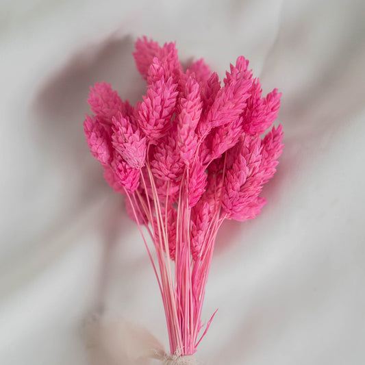 Fuchsia Phalaris | Dried Flowers | Bunch of Flowers | 40 stems, 30 cm