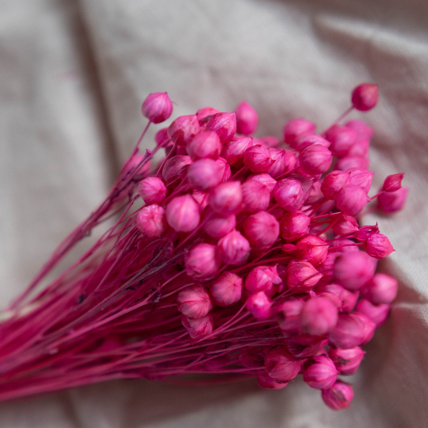 Fuchsia Pink Dried Linum (Flax) | Dried Flowers | Bunch of Flowers | 30 cm