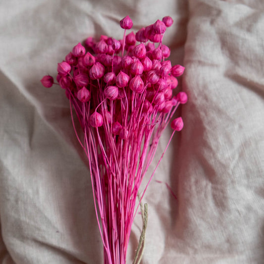 Fuchsia Pink Dried Linum (Flax) | Dried Flowers | Bunch of Flowers | 30 cm