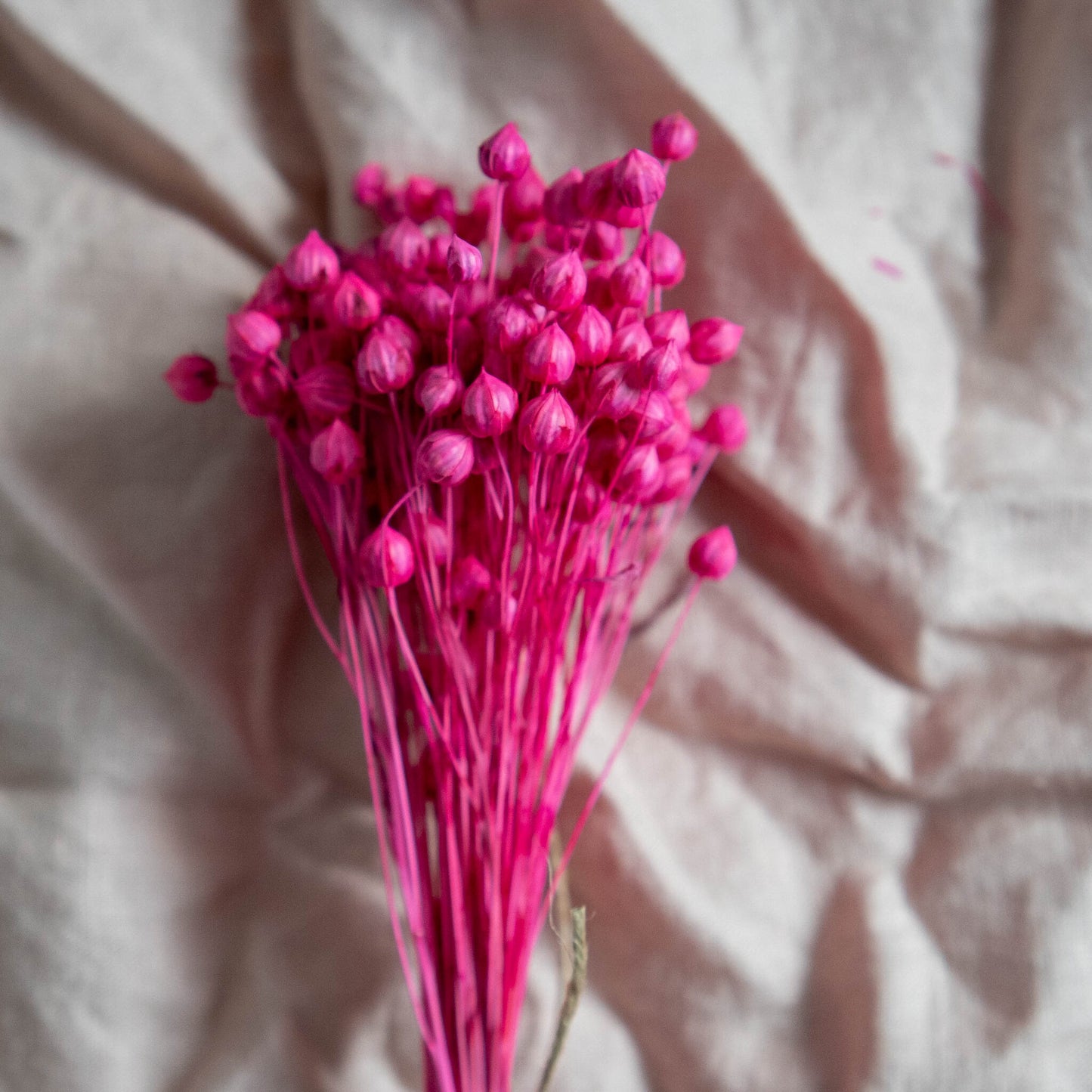 Fuchsia Pink Dried Linum (Flax) | Dried Flowers | Bunch of Flowers | 30 cm