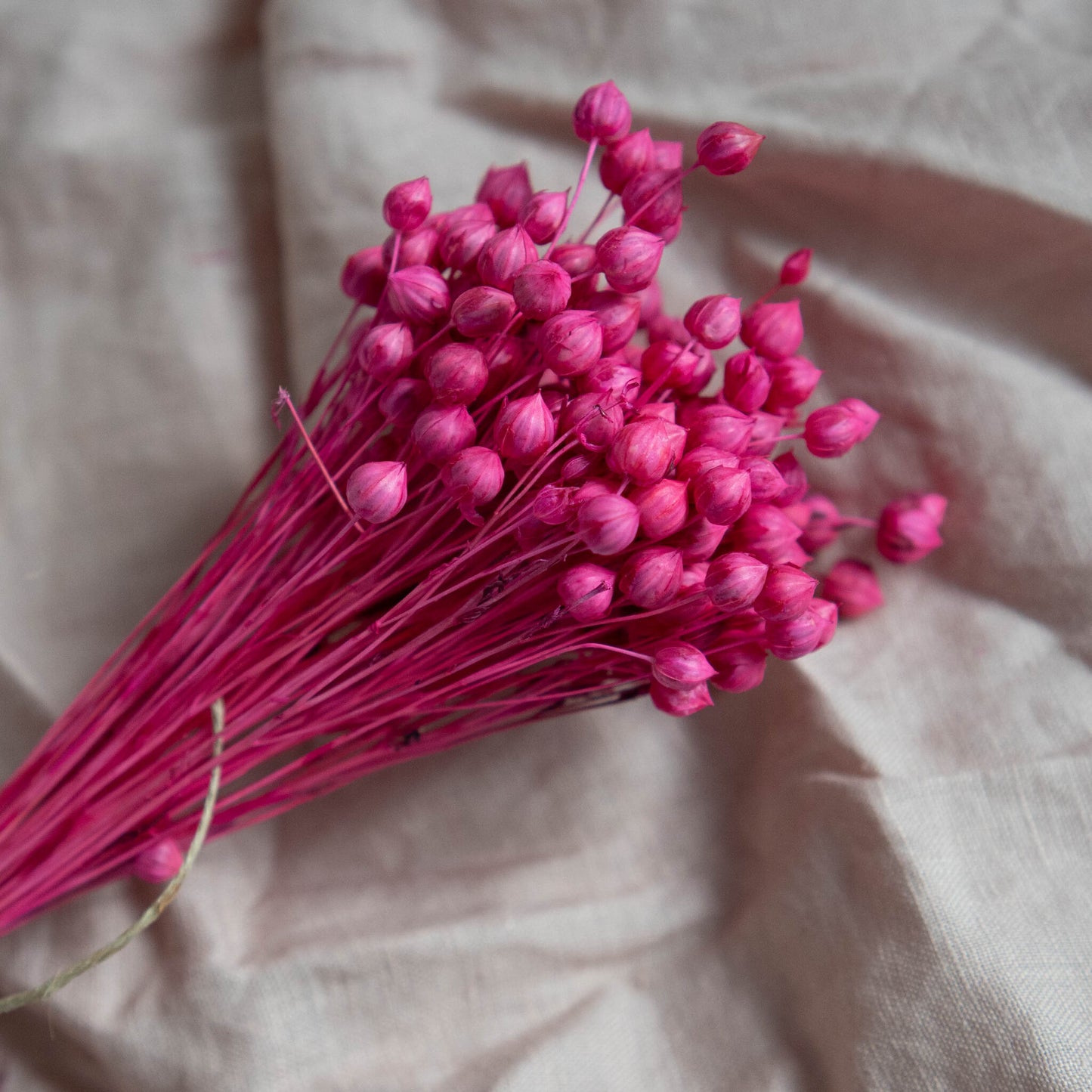 Fuchsia Pink Dried Linum (Flax) | Dried Flowers | Bunch of Flowers | 30 cm