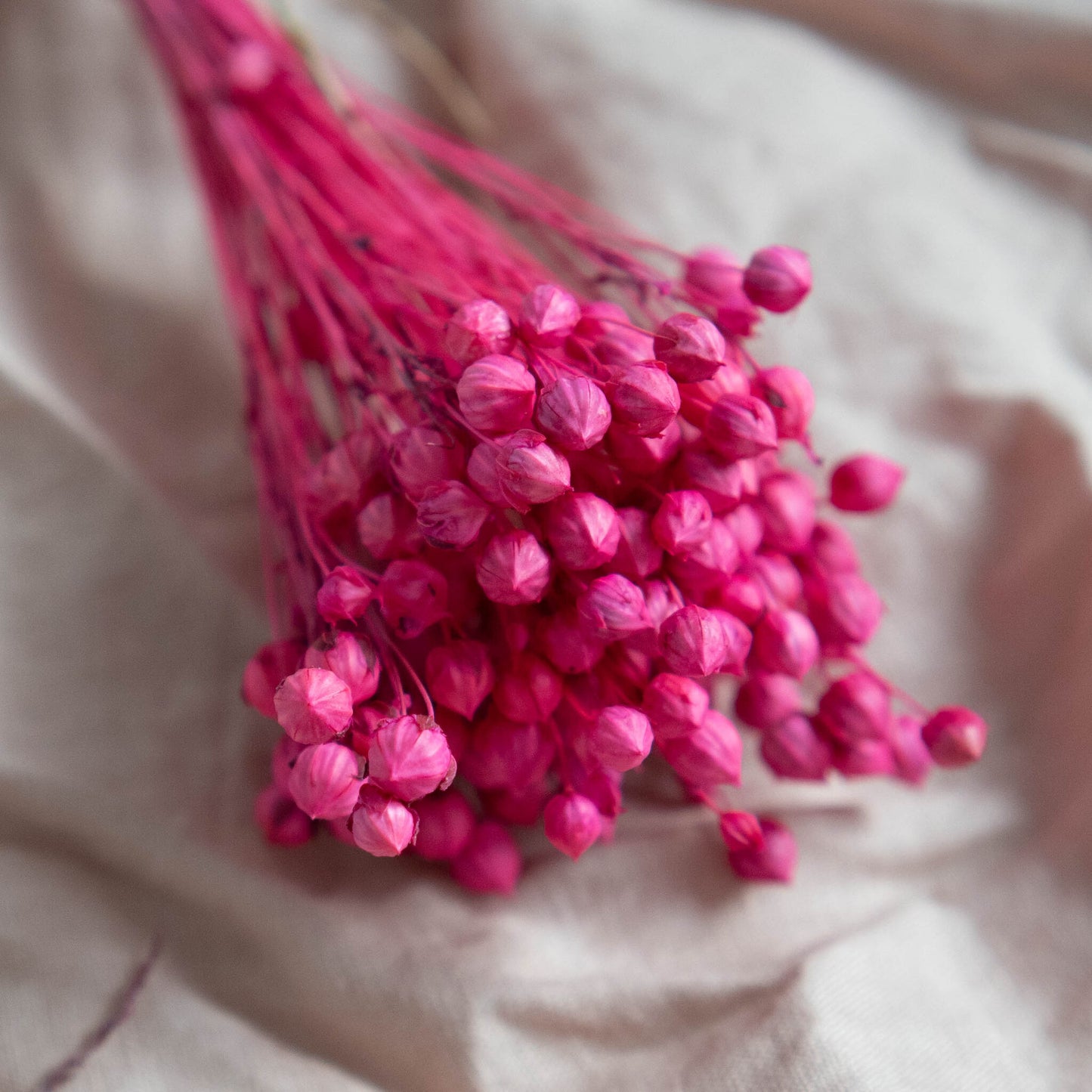 Fuchsia Pink Dried Linum (Flax) | Dried Flowers | Bunch of Flowers | 30 cm