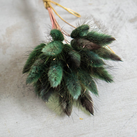 Green Bottle Bunny Tails | Dried Flowers | Lagurus Ovatus Bunches | 20 stems, 30 cm