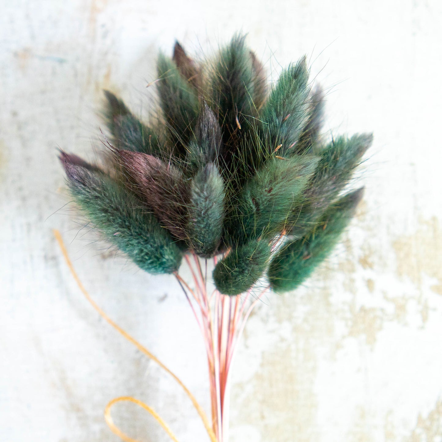 Green Bottle Bunny Tails | Dried Flowers | Lagurus Ovatus Bunches | 20 stems, 30 cm