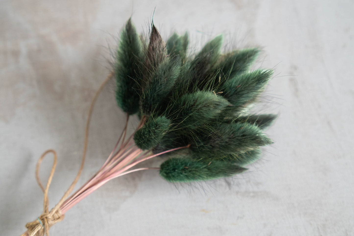 Green Bottle Bunny Tails | Dried Flowers | Lagurus Ovatus Bunches | 20 stems, 30 cm