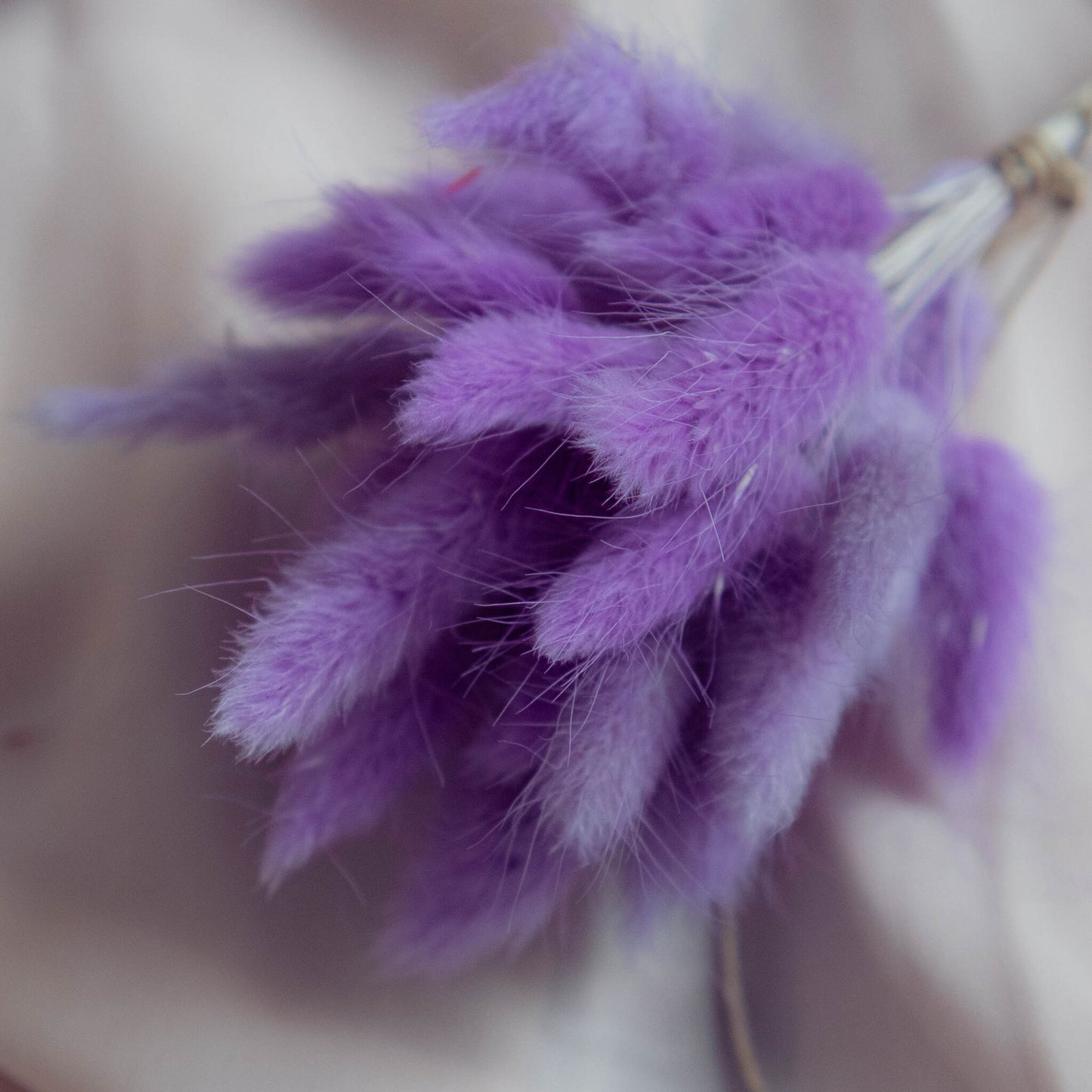 Lavender Purple Bunny Tail | Dried Flowers | Lagurus Ovatus Bunches | 20 stems, 30 cm