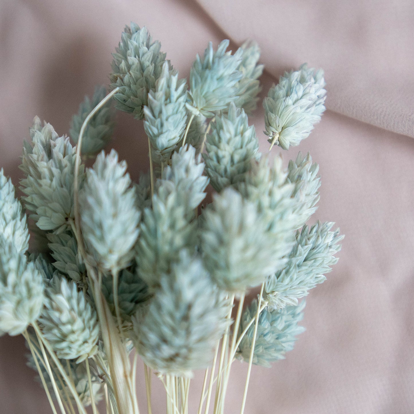 Light Mint Phalaris | Dried Flowers | Bunch of Flowers | 40 stems, 30 cm