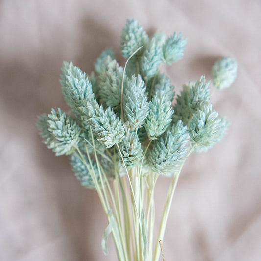 Light Mint Phalaris | Dried Flowers | Bunch of Flowers | 40 stems, 30 cm