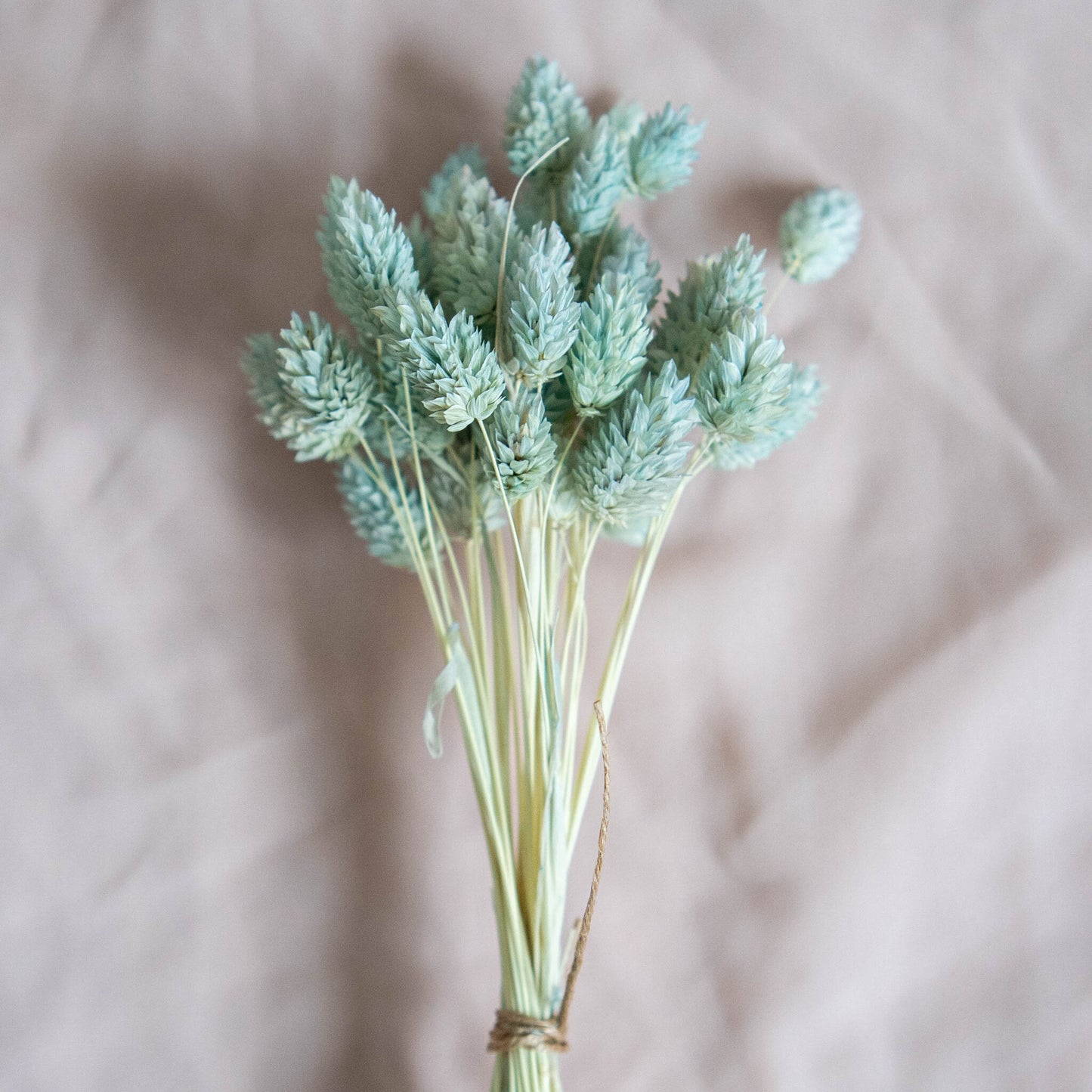 Light Mint Phalaris | Dried Flowers | Bunch of Flowers | 40 stems, 30 cm