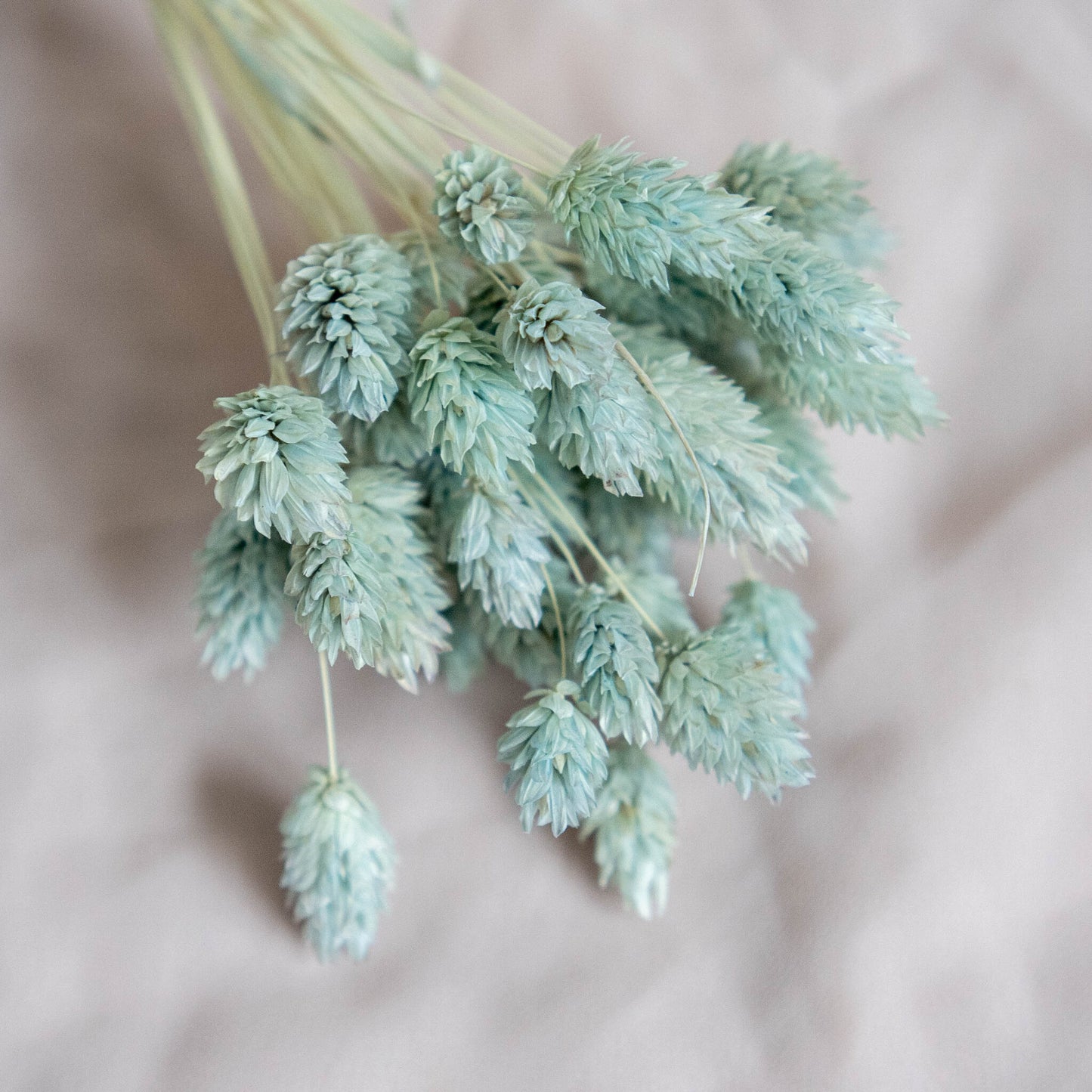 Light Mint Phalaris | Dried Flowers | Bunch of Flowers | 40 stems, 30 cm