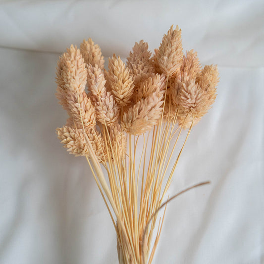 Light Peach Phalaris | Dried Flowers | Bunch of Flowers | 40 stems, 30 cm