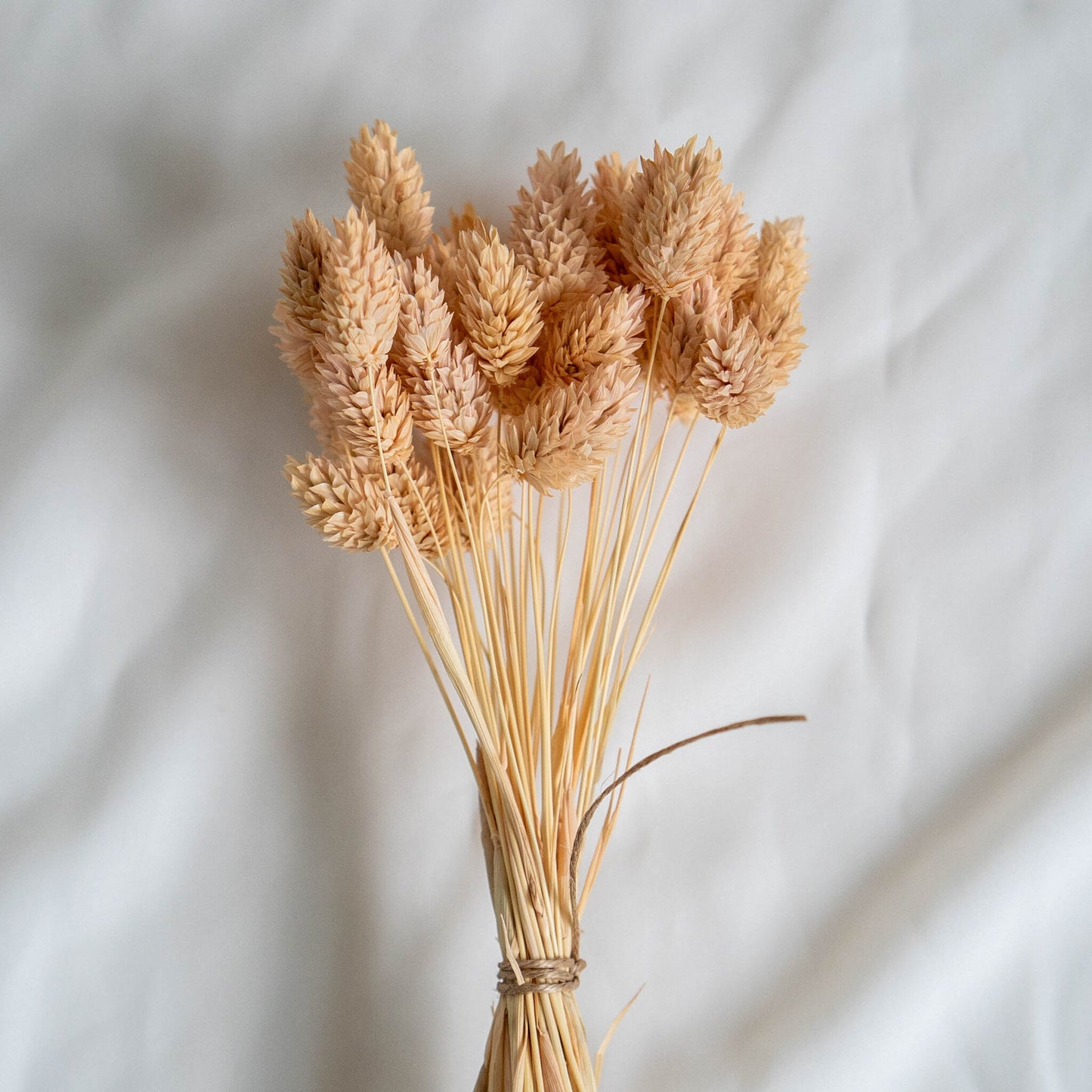 Light Peach Phalaris | Dried Flowers | Bunch of Flowers | 40 stems, 30 cm