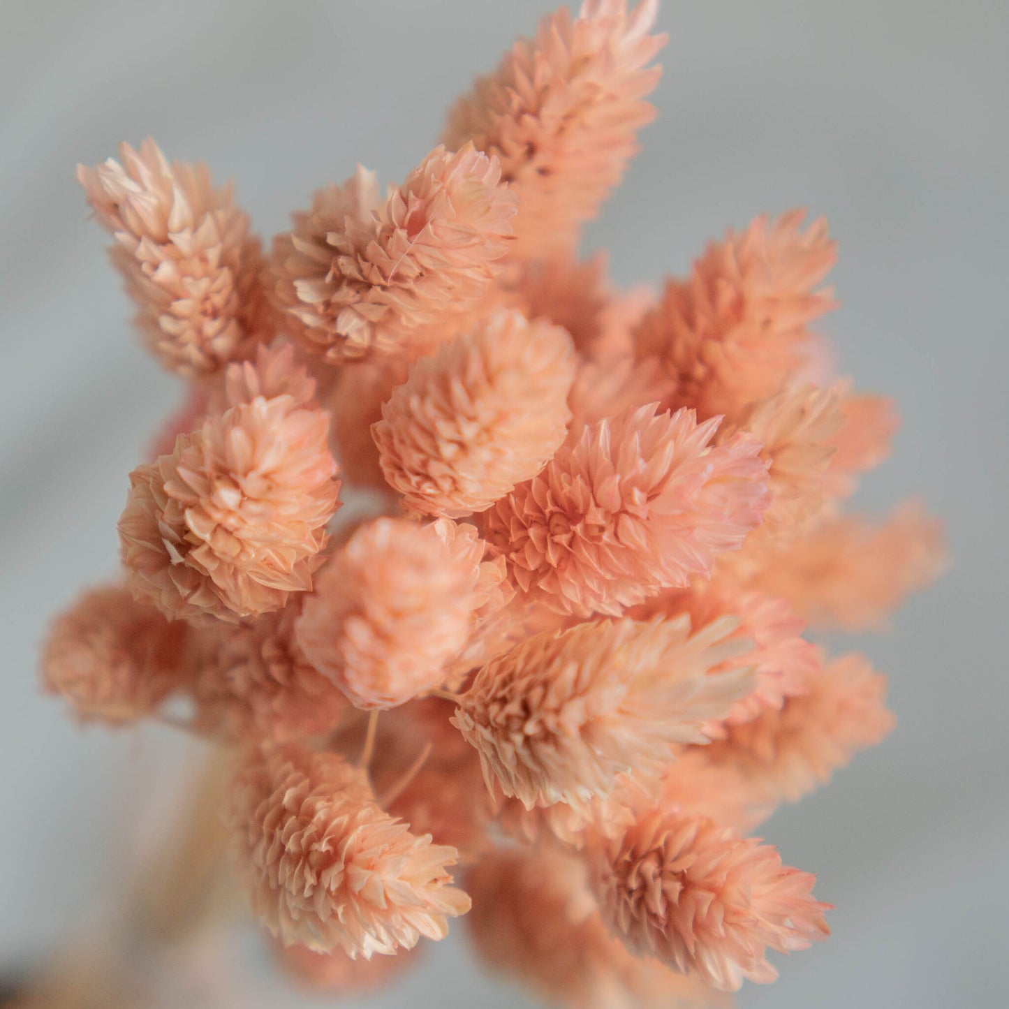 Light Pink Phalaris | Dried Flowers | Bunch of Flowers | 40 stems, 30 cm