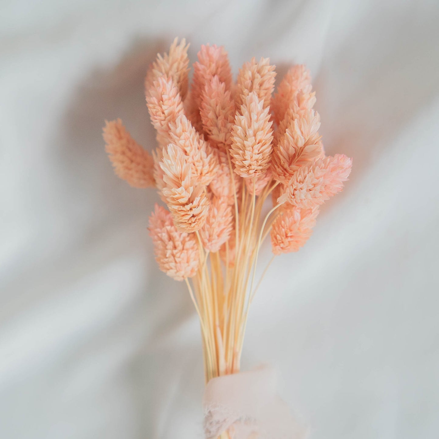 Light Pink Phalaris | Dried Flowers | Bunch of Flowers | 40 stems, 30 cm