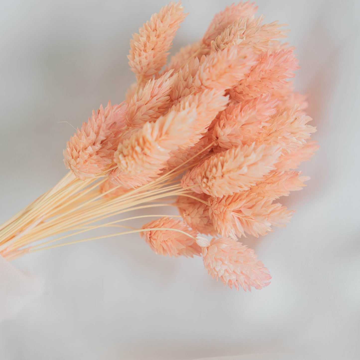 Light Pink Phalaris | Dried Flowers | Bunch of Flowers | 40 stems, 30 cm