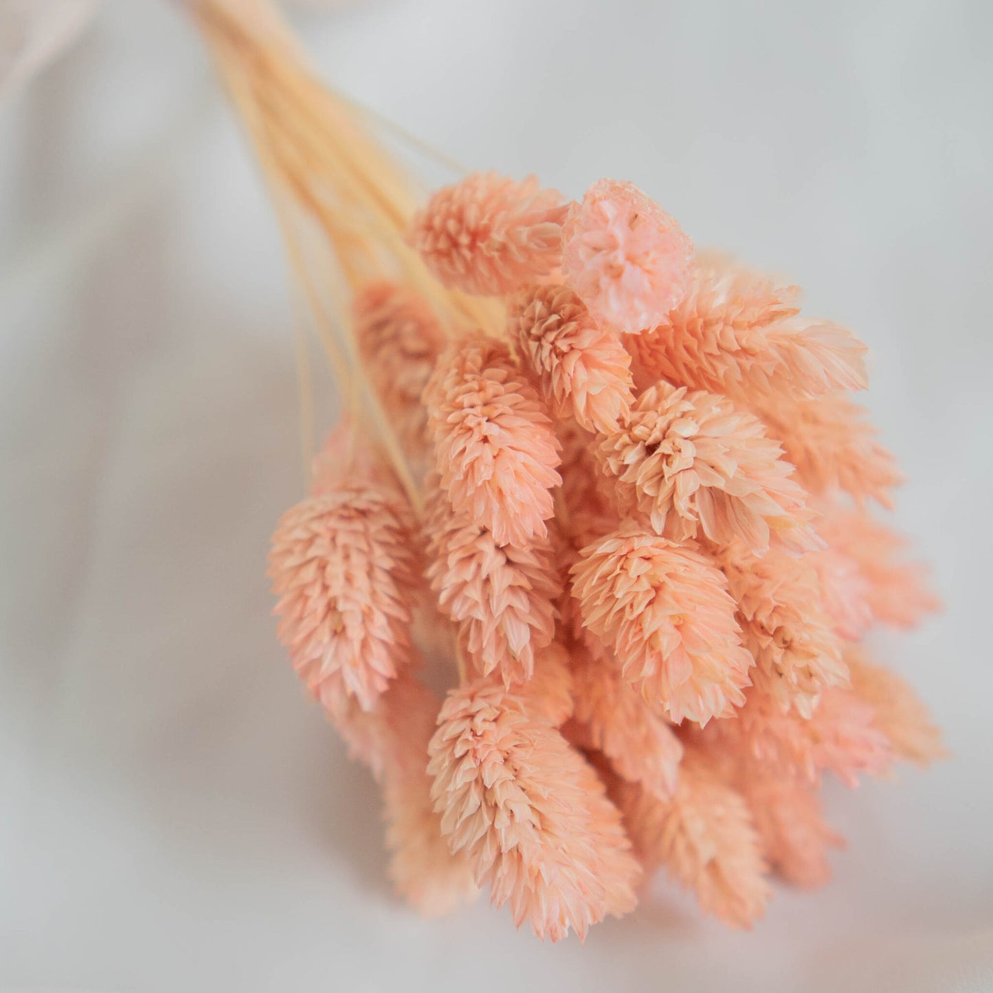 Light Pink Phalaris | Dried Flowers | Bunch of Flowers | 40 stems, 30 cm