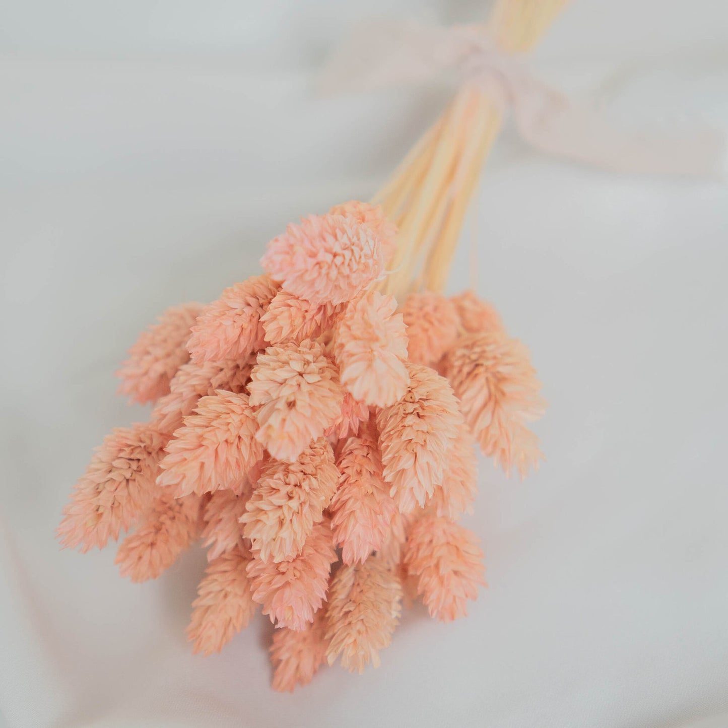 Light Pink Phalaris | Dried Flowers | Bunch of Flowers | 40 stems, 30 cm