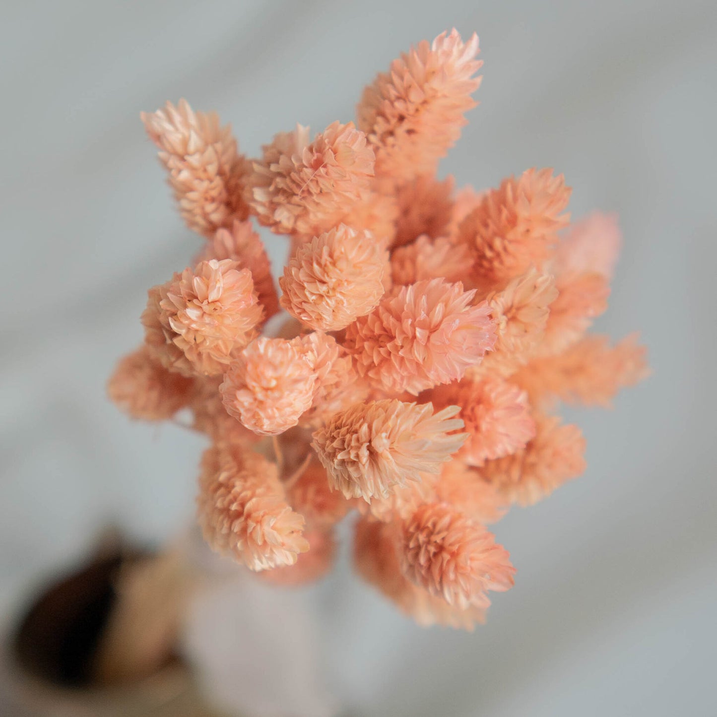 Light Pink Phalaris | Dried Flowers | Bunch of Flowers | 40 stems, 30 cm