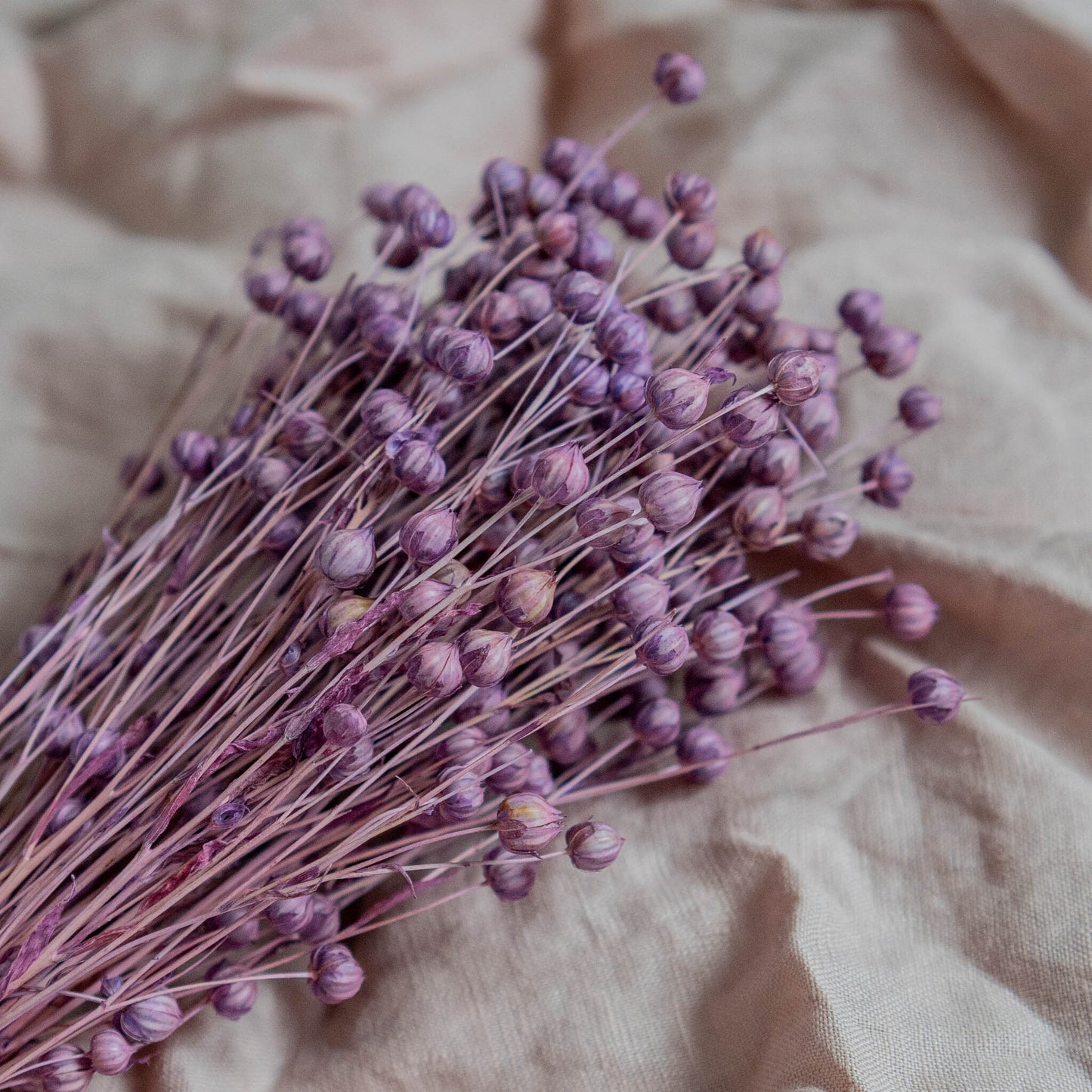 Light Purple Dried Linum (Flax) | Dried Flowers | Bunch of Flowers | 30 cm