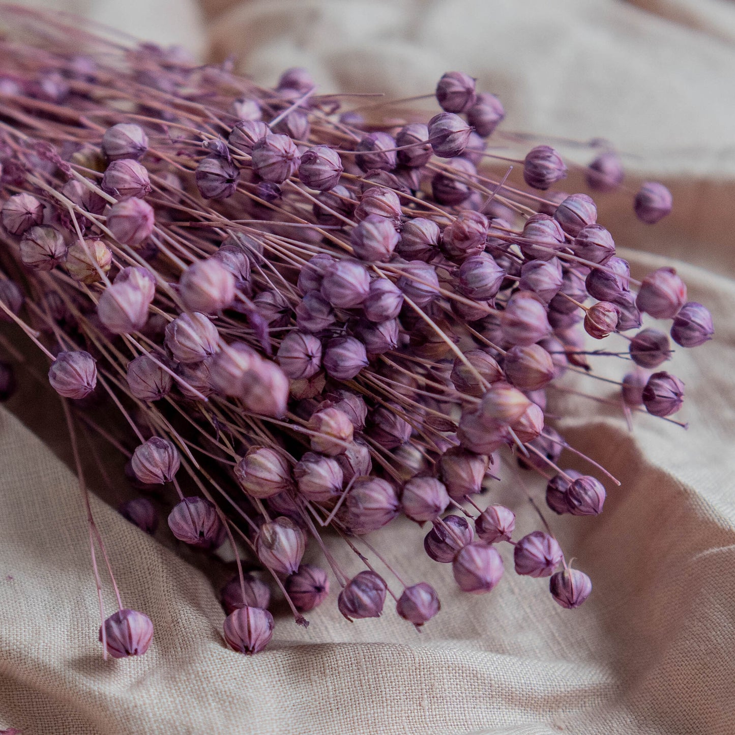 Light Purple Dried Linum (Flax) | Dried Flowers | Bunch of Flowers | 30 cm