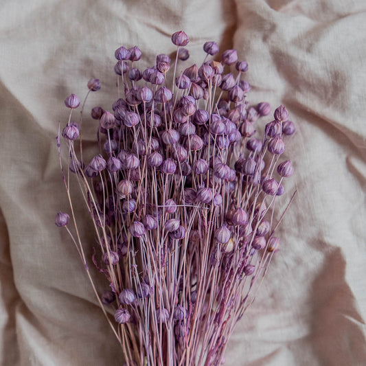 Light Purple Dried Linum (Flax) | Dried Flowers | Bunch of Flowers | 30 cm