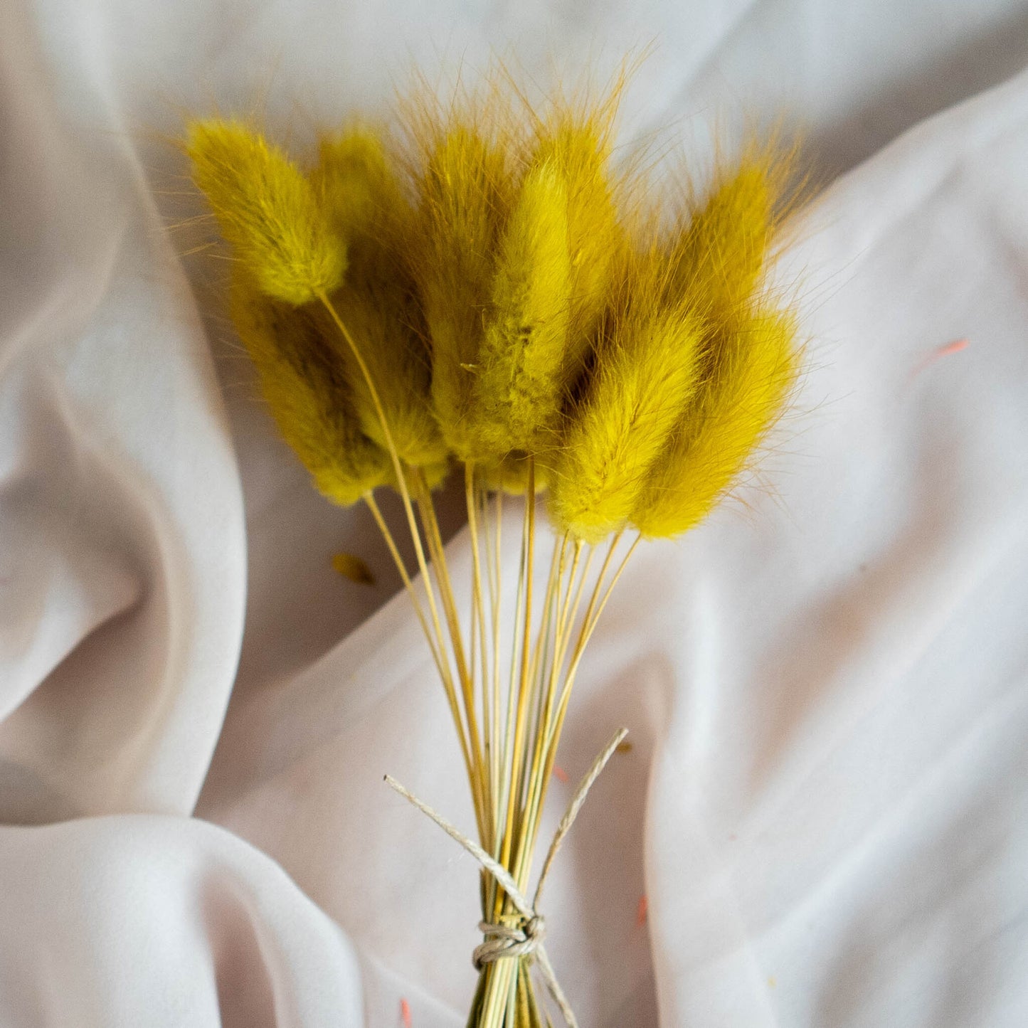 Mustard Yellow Bunny Tail | Dried Flowers | Lagurus Ovatus Bunches | 20 stems, 30 cm