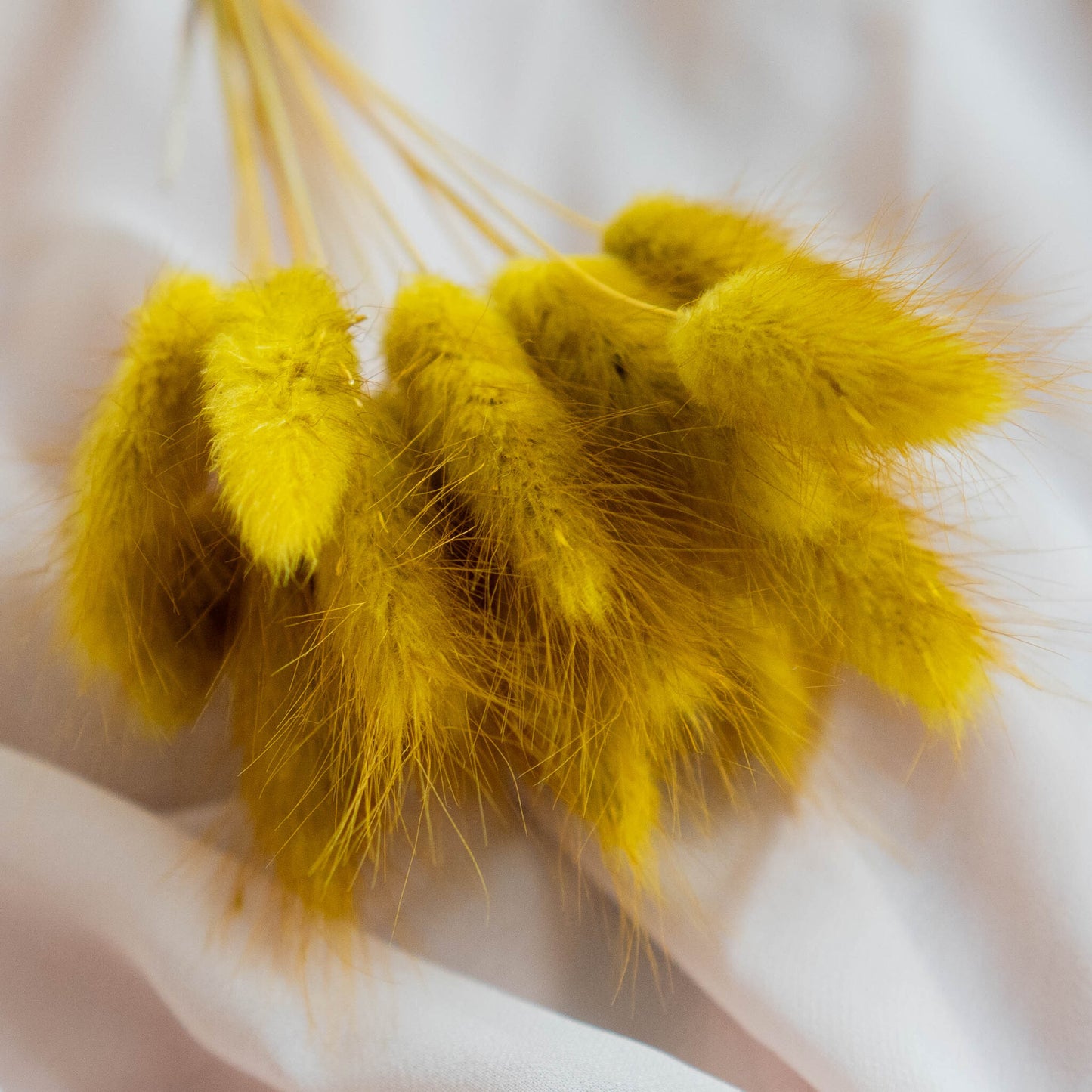 Mustard Yellow Bunny Tail | Dried Flowers | Lagurus Ovatus Bunches | 20 stems, 30 cm