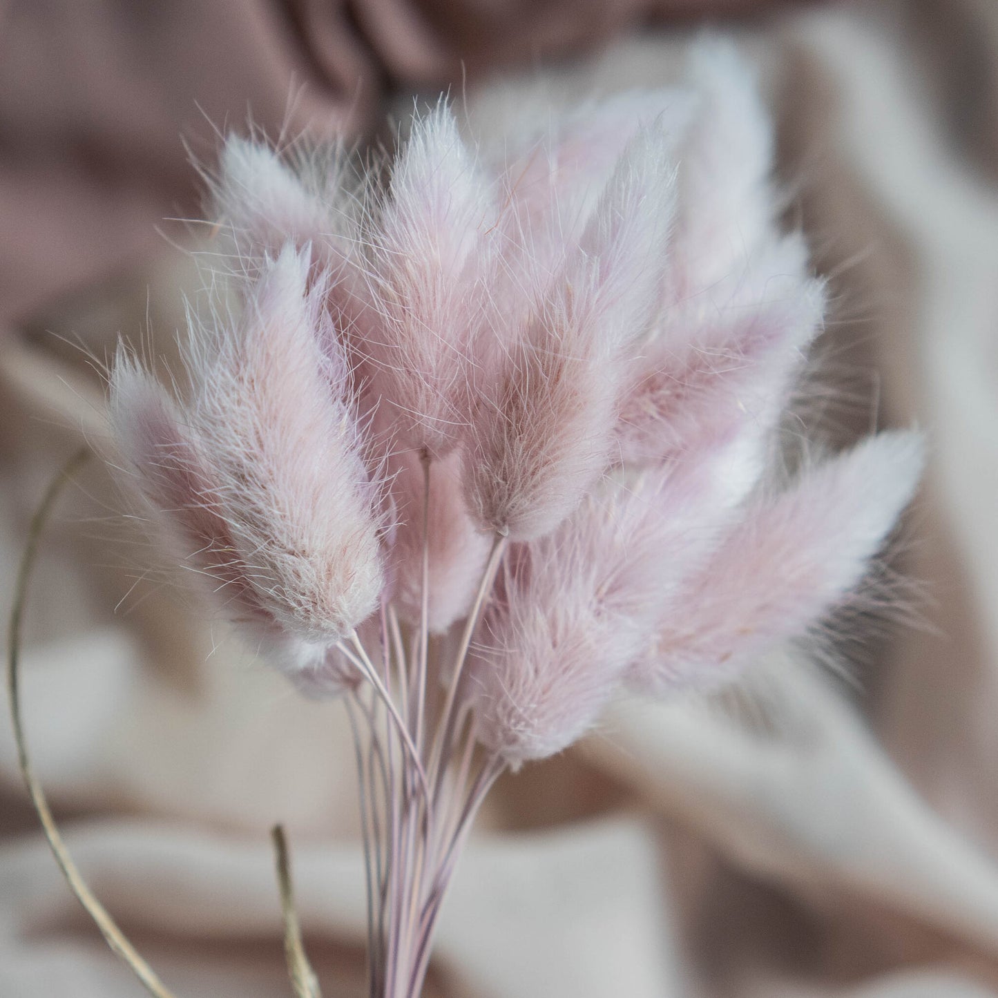 Nude Purple Bunny Tail | Dried Flowers | Lagurus Ovatus Bunches | 20 stems, 30 cm