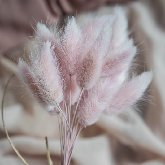 Nude Purple Bunny Tail | Dried Flowers | Lagurus Ovatus Bunches | 20 stems, 30 cm