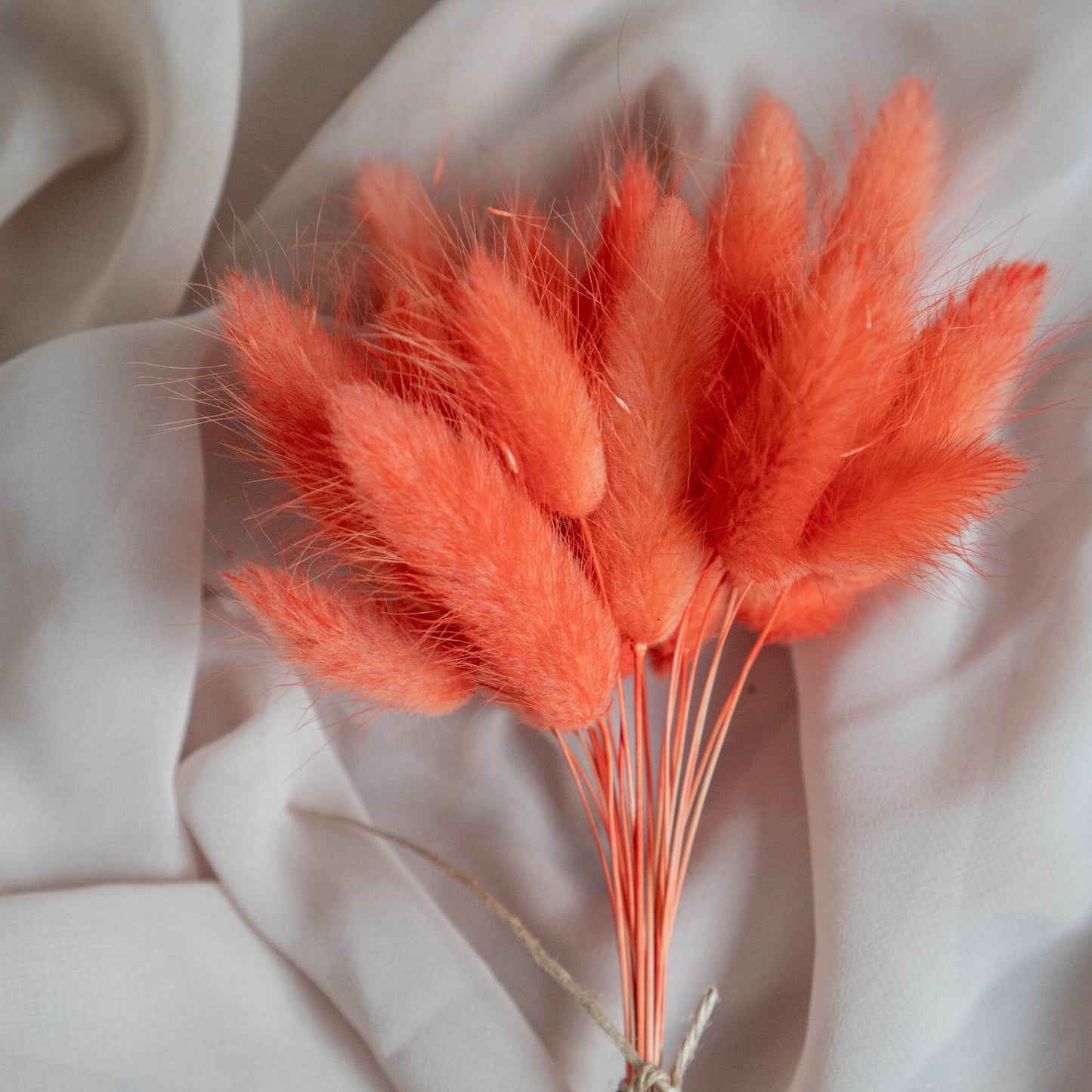 Orange Bunny Tails | Dried Flowers | Lagurus Ovatus Bunches | 20 stems, 30 cm