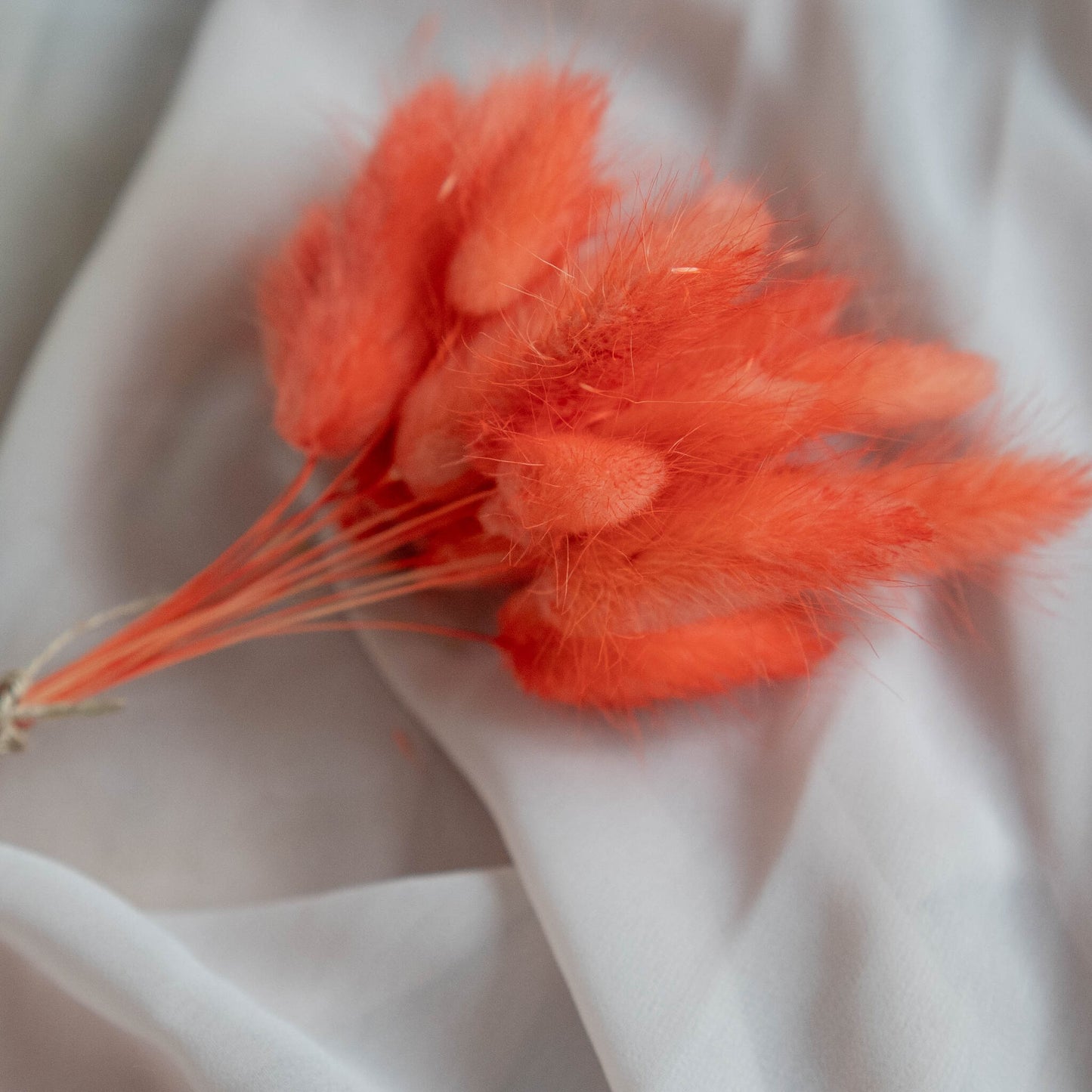 Orange Bunny Tails | Dried Flowers | Lagurus Ovatus Bunches | 20 stems, 30 cm