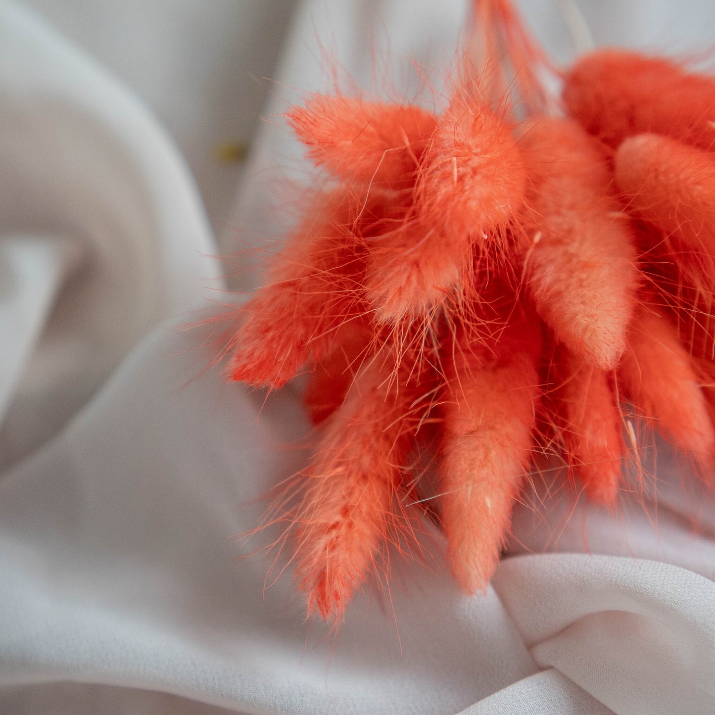 Orange Bunny Tails | Dried Flowers | Lagurus Ovatus Bunches | 20 stems, 30 cm