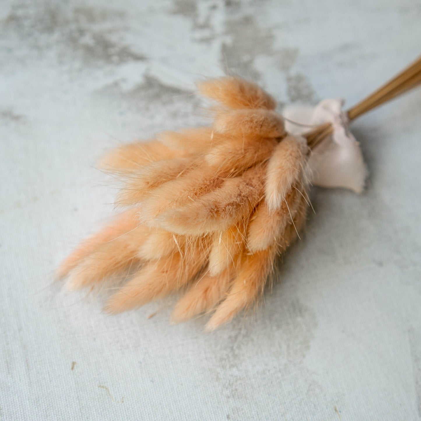 Peach Bunny Tail | Dried Flowers | Lagurus Ovatus Bunches | 20 stems, 30 cm