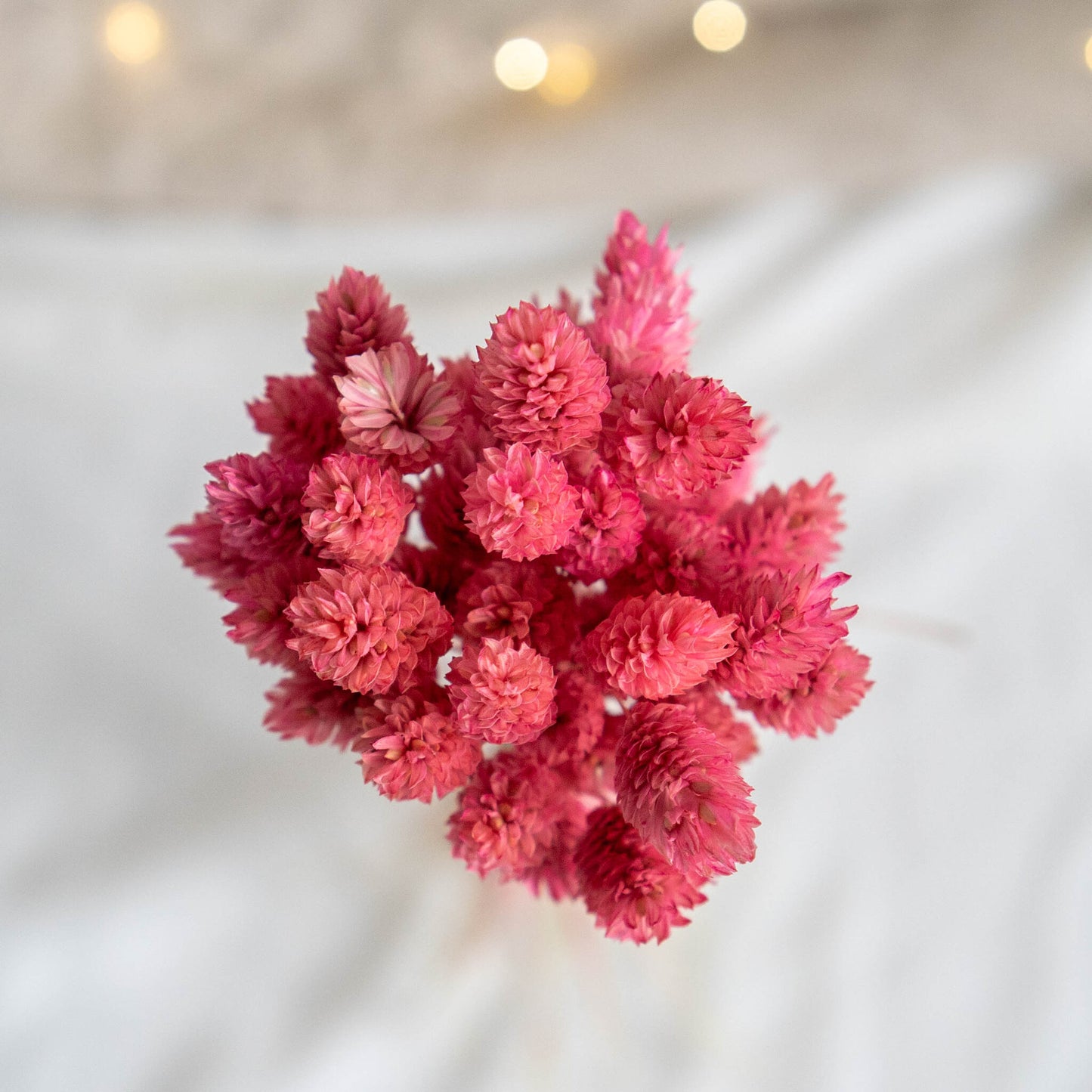 Pink Phalaris | Dried Flowers | Bunch of Flowers | 40 stems, 30 cm