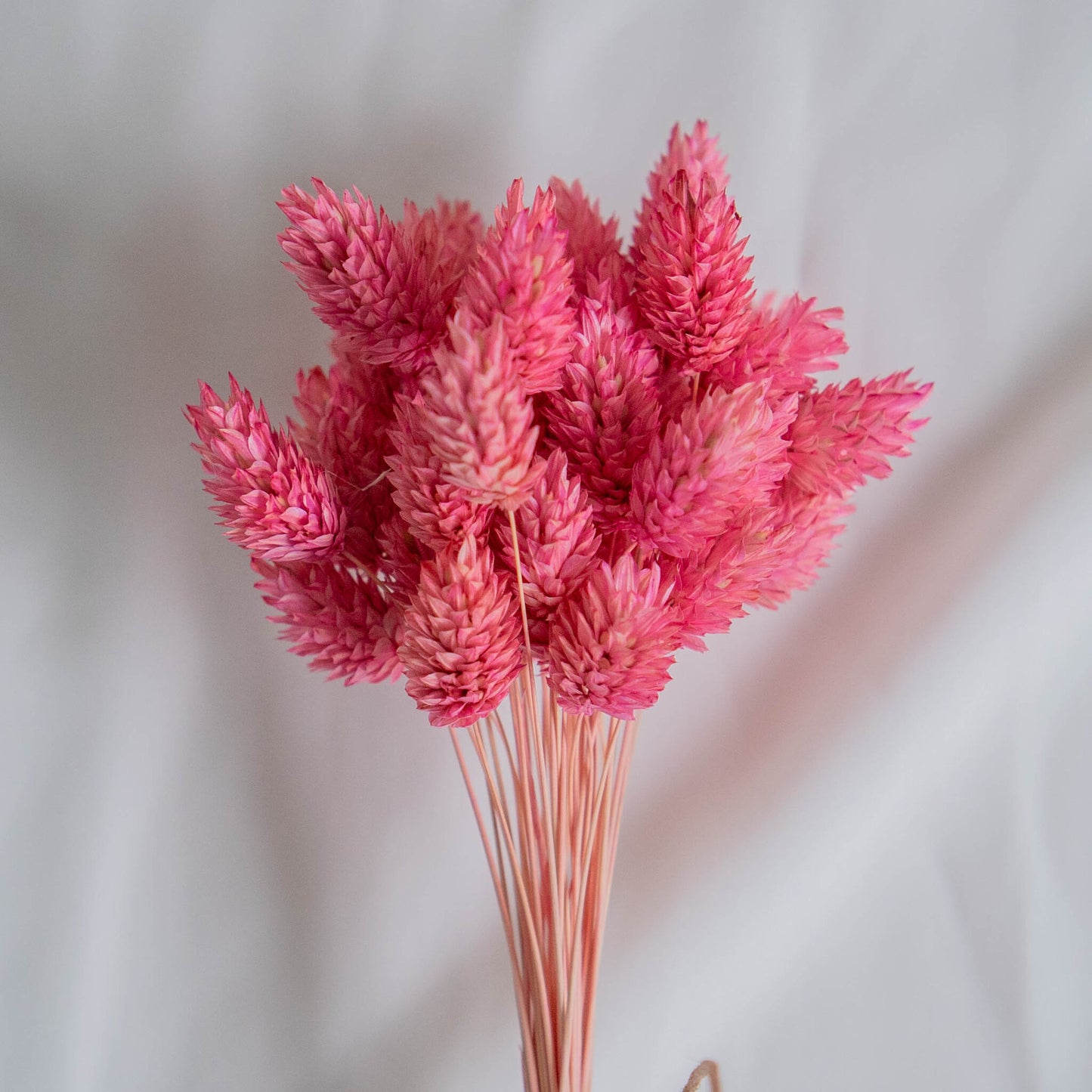 Pink Phalaris | Dried Flowers | Bunch of Flowers | 40 stems, 30 cm