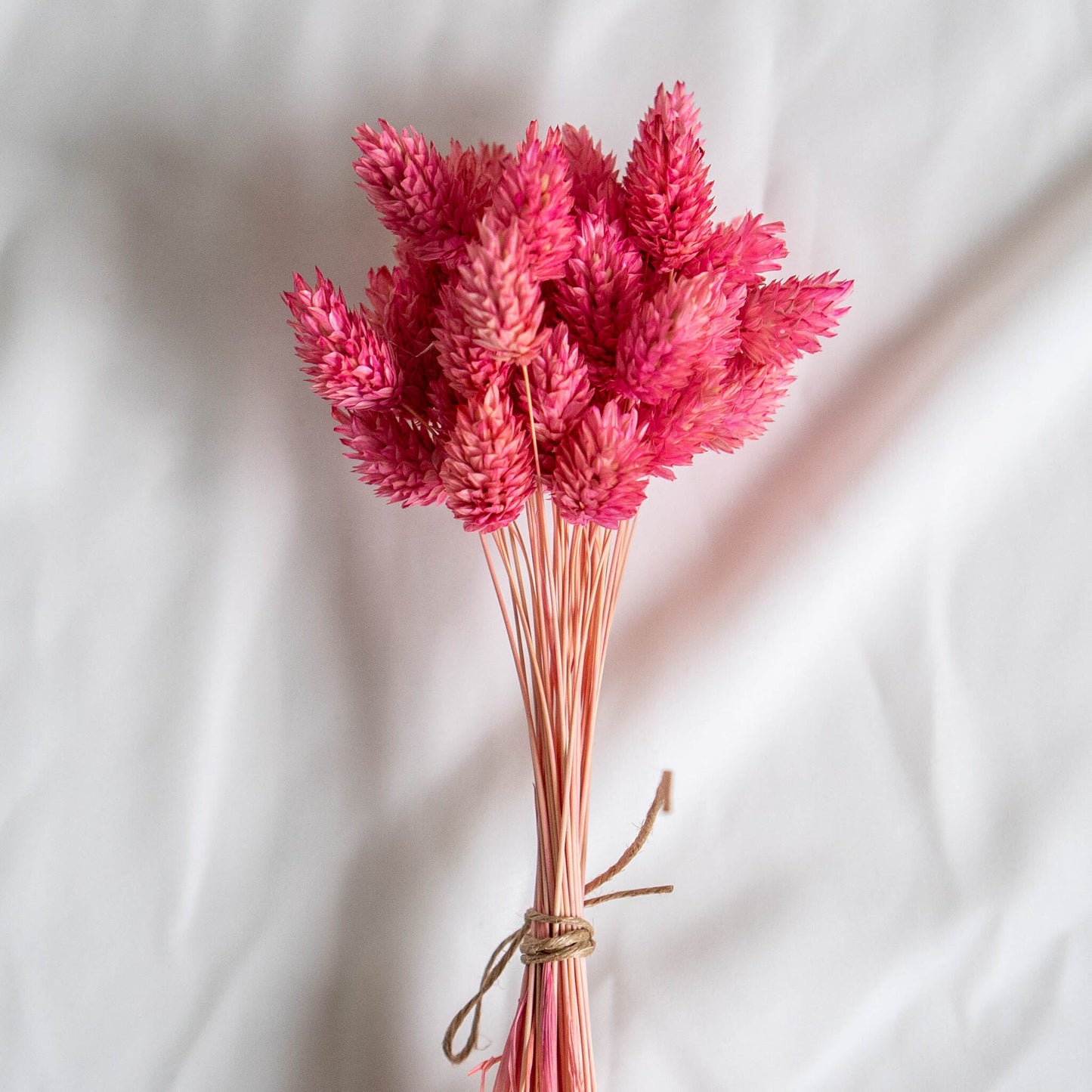 Pink Phalaris | Dried Flowers | Bunch of Flowers | 40 stems, 30 cm