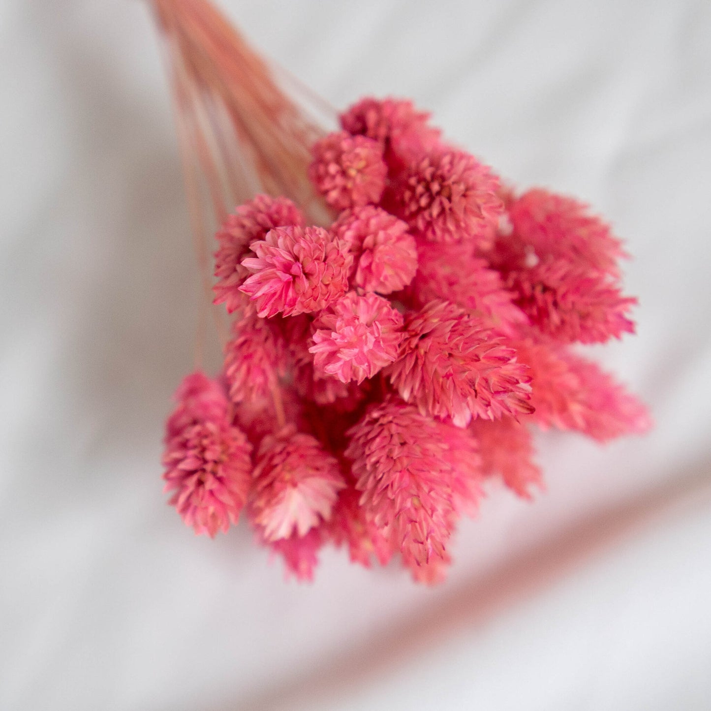 Pink Phalaris | Dried Flowers | Bunch of Flowers | 40 stems, 30 cm