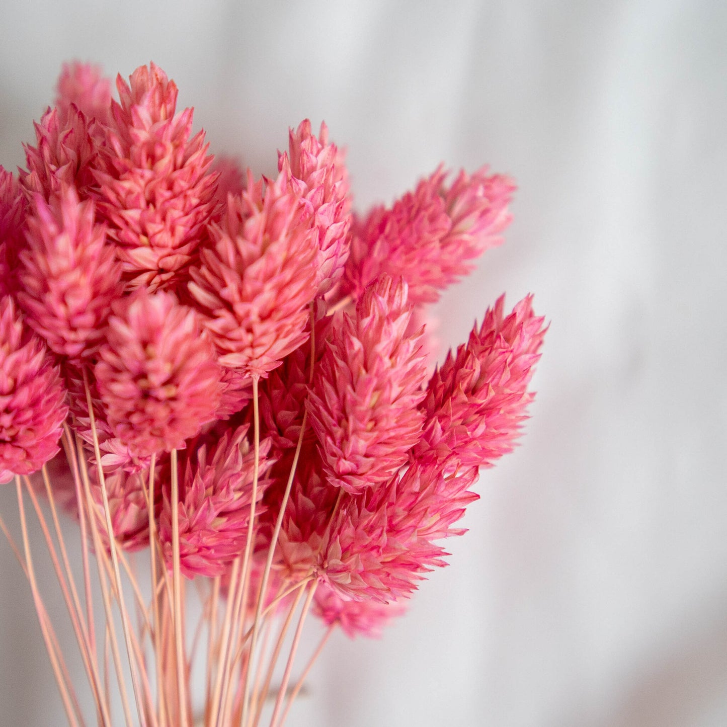 Pink Phalaris | Dried Flowers | Bunch of Flowers | 40 stems, 30 cm