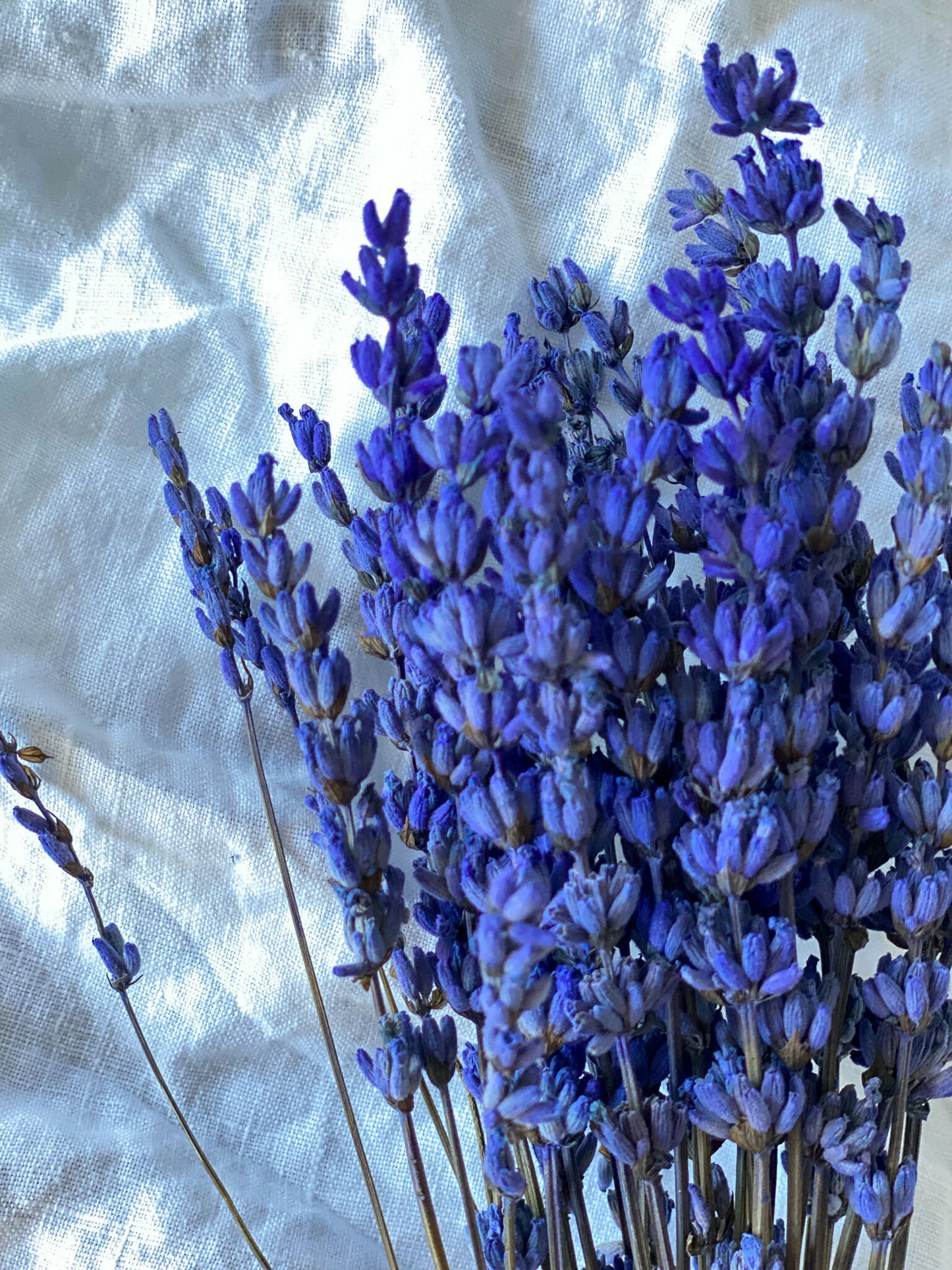 Preserved Purple Lavender | Dried Flowers | 30 stems